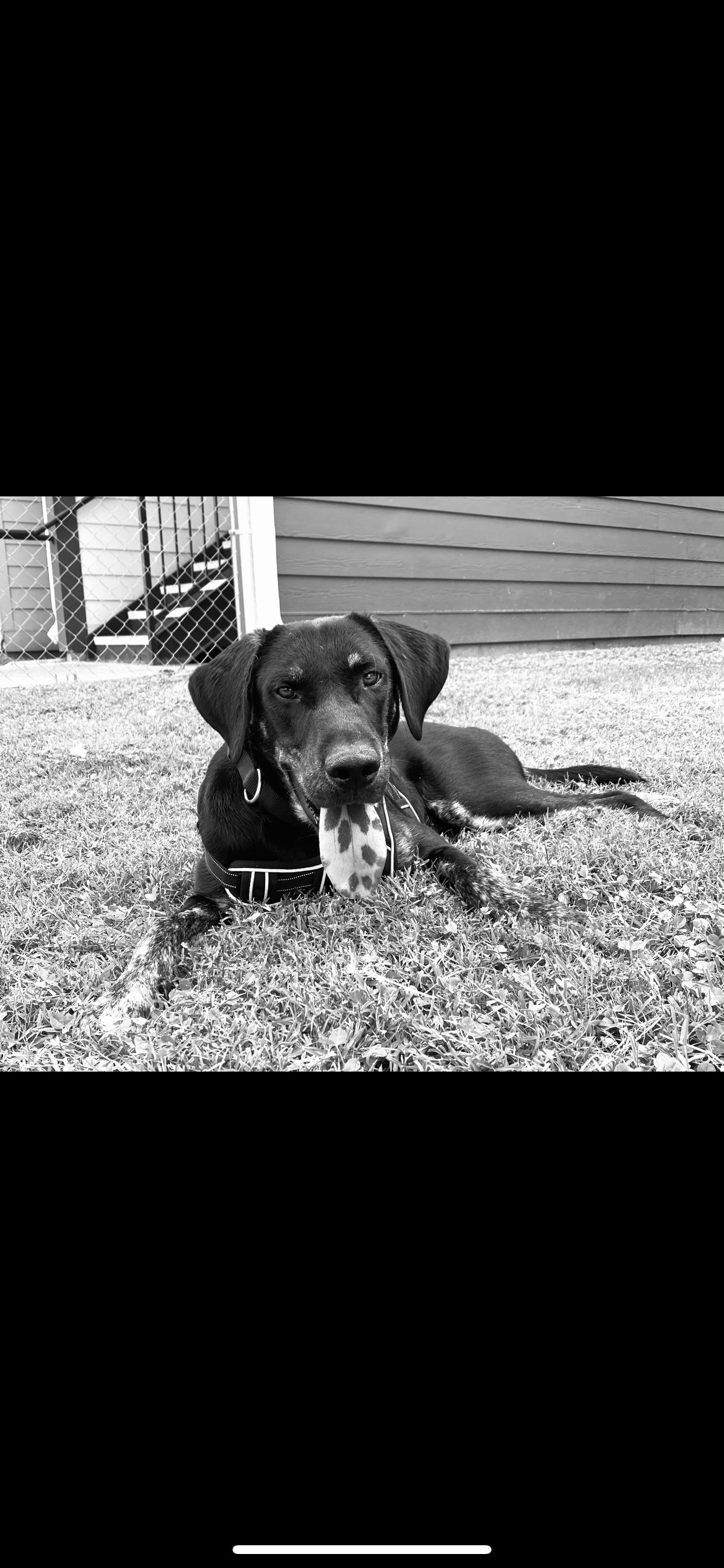 Dog laying in grass by Hannah Cotton?width=698&height=466&fit=crop&auto=webp&dpr=4