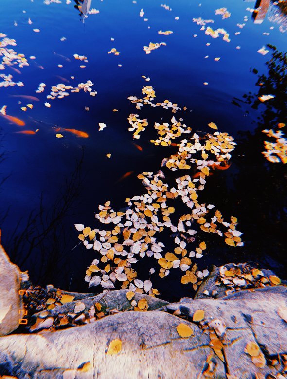 koi pondjpg by Diva Agarwal