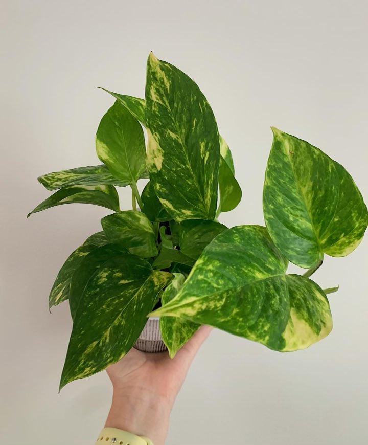 pothos plant