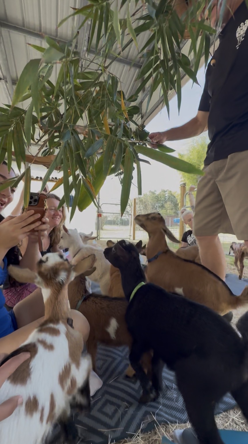 Baby goats plants