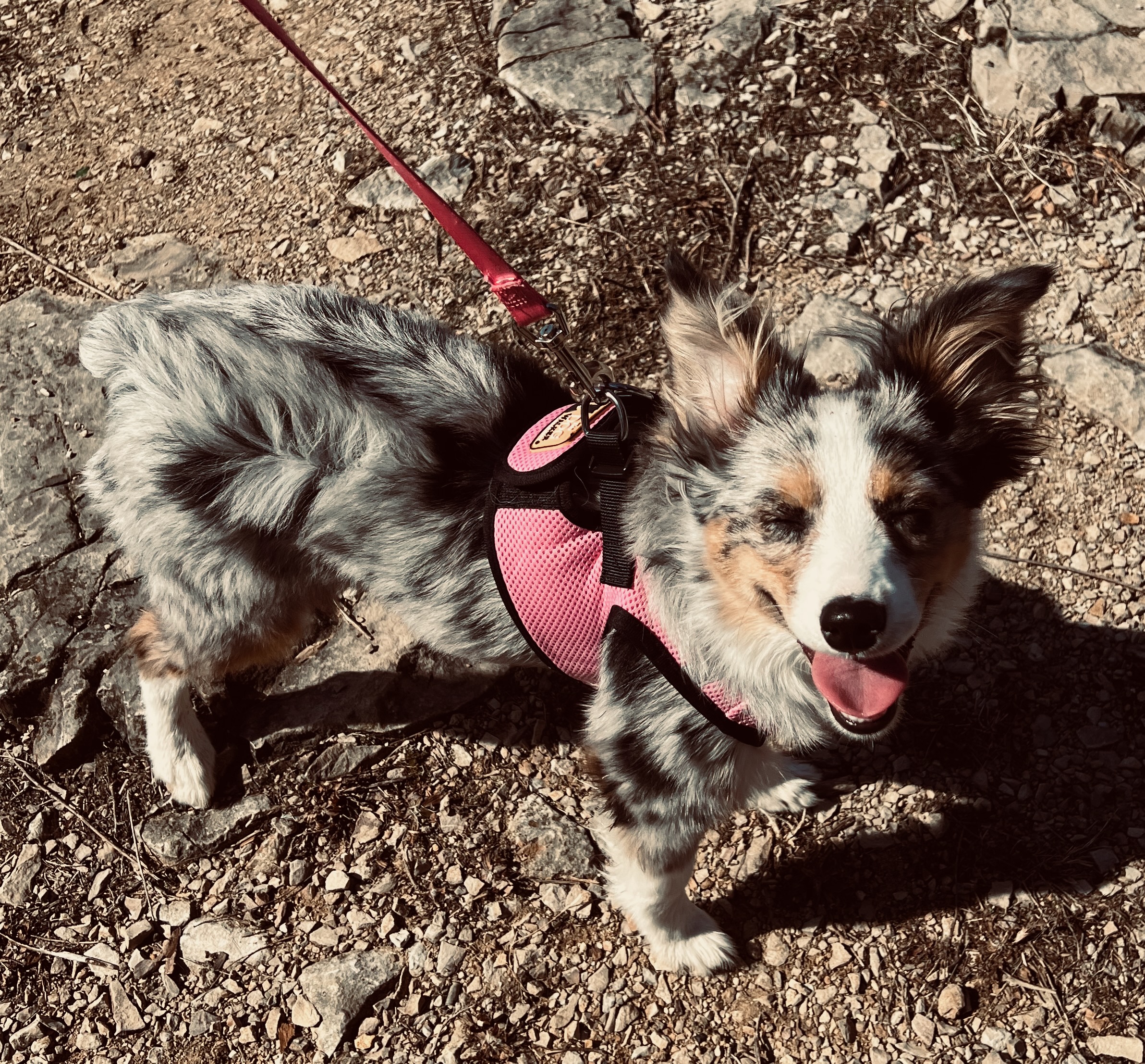 Australian Shepard Dog