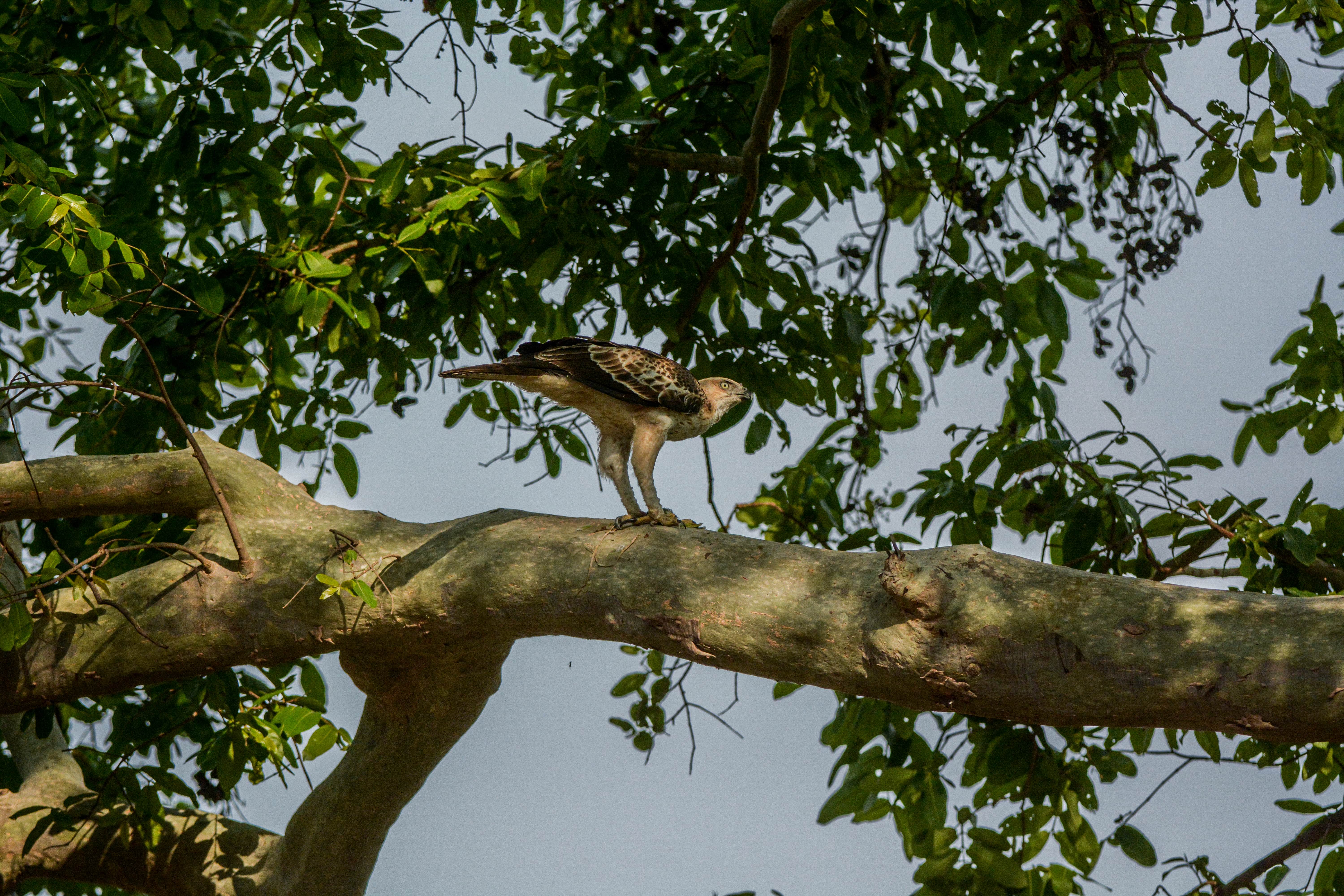 Changeable Hawk-Eagle sitting on a tree