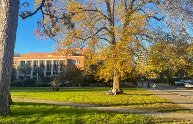 fall day in landis, outside strozier, florida state campus, golden hour