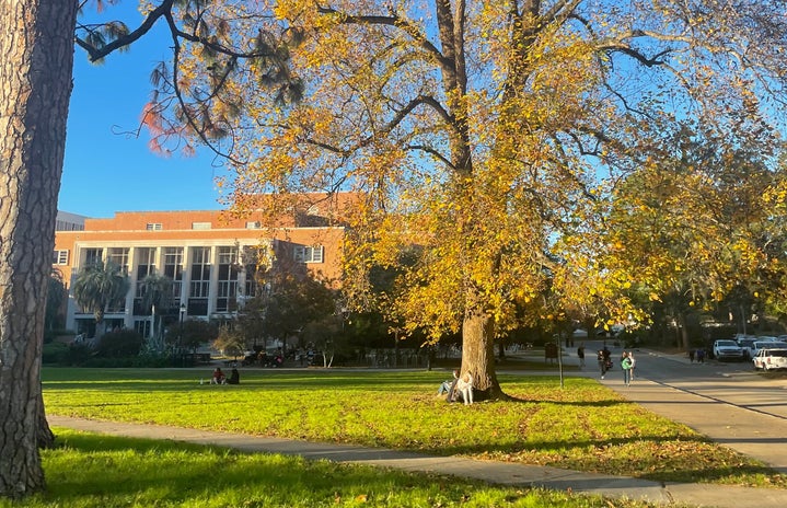 fall day in landis, outside strozier, florida state campus, golden hour
