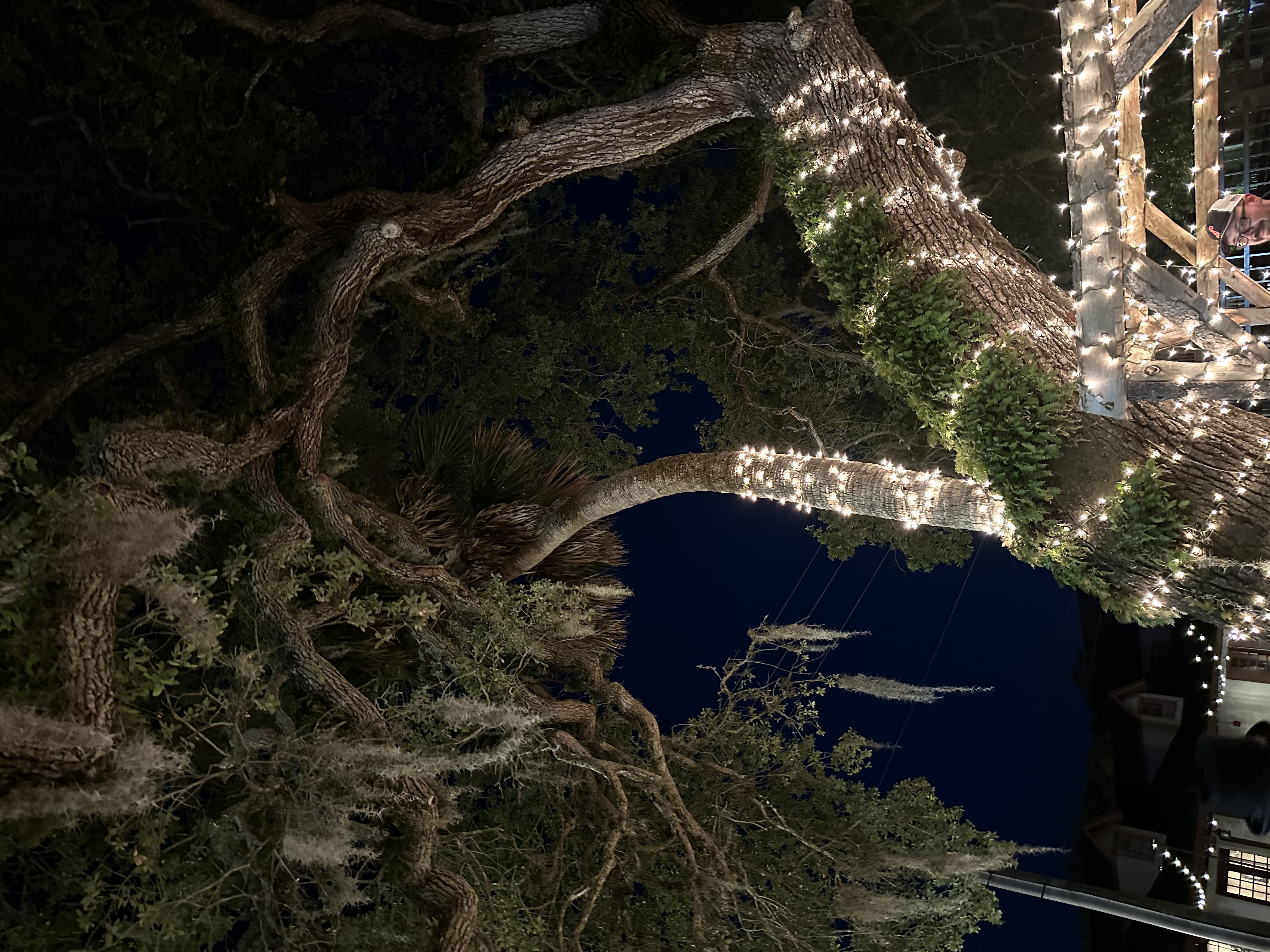 A tree with another tree growing into it, the St. Augustine Love Tree