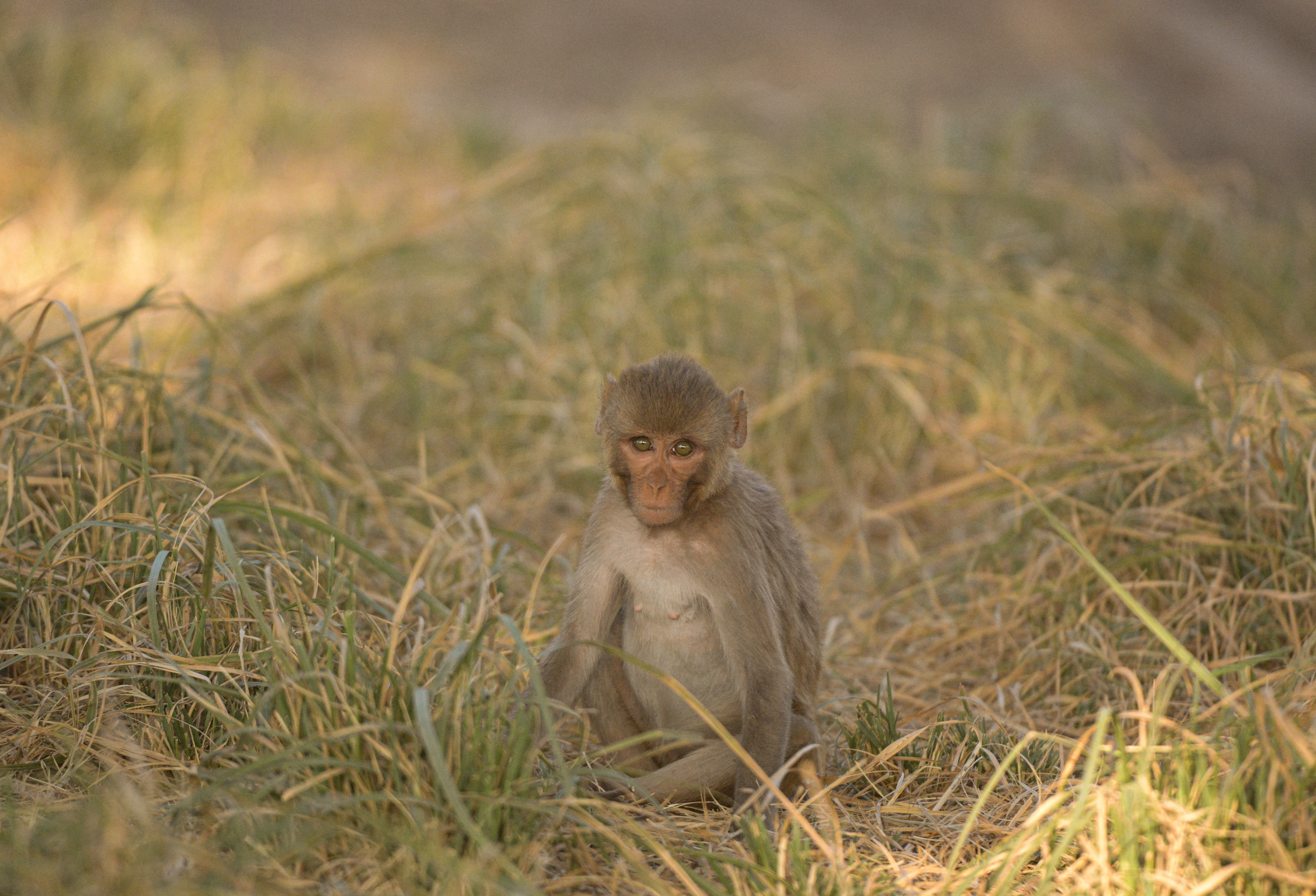 Rhesus Macaque (monkey) staring into my camera