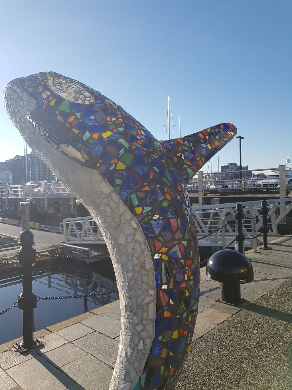 A whale in Inner Harbour