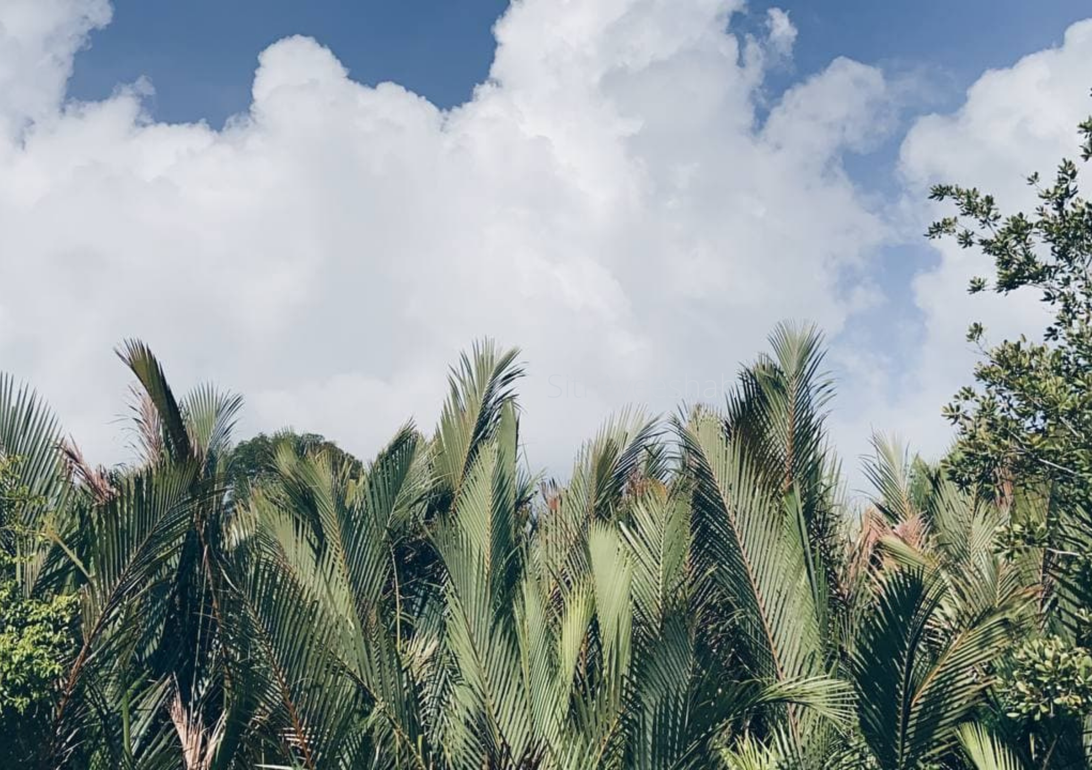 4png by Siti Ayeeshah Zaki