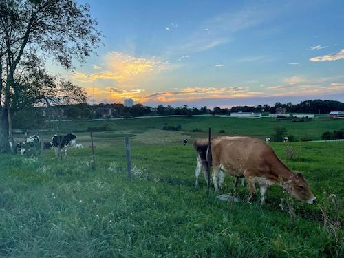 cows at horsebarn hilljpg by Kelti Johson?width=698&height=466&fit=crop&auto=webp&dpr=4