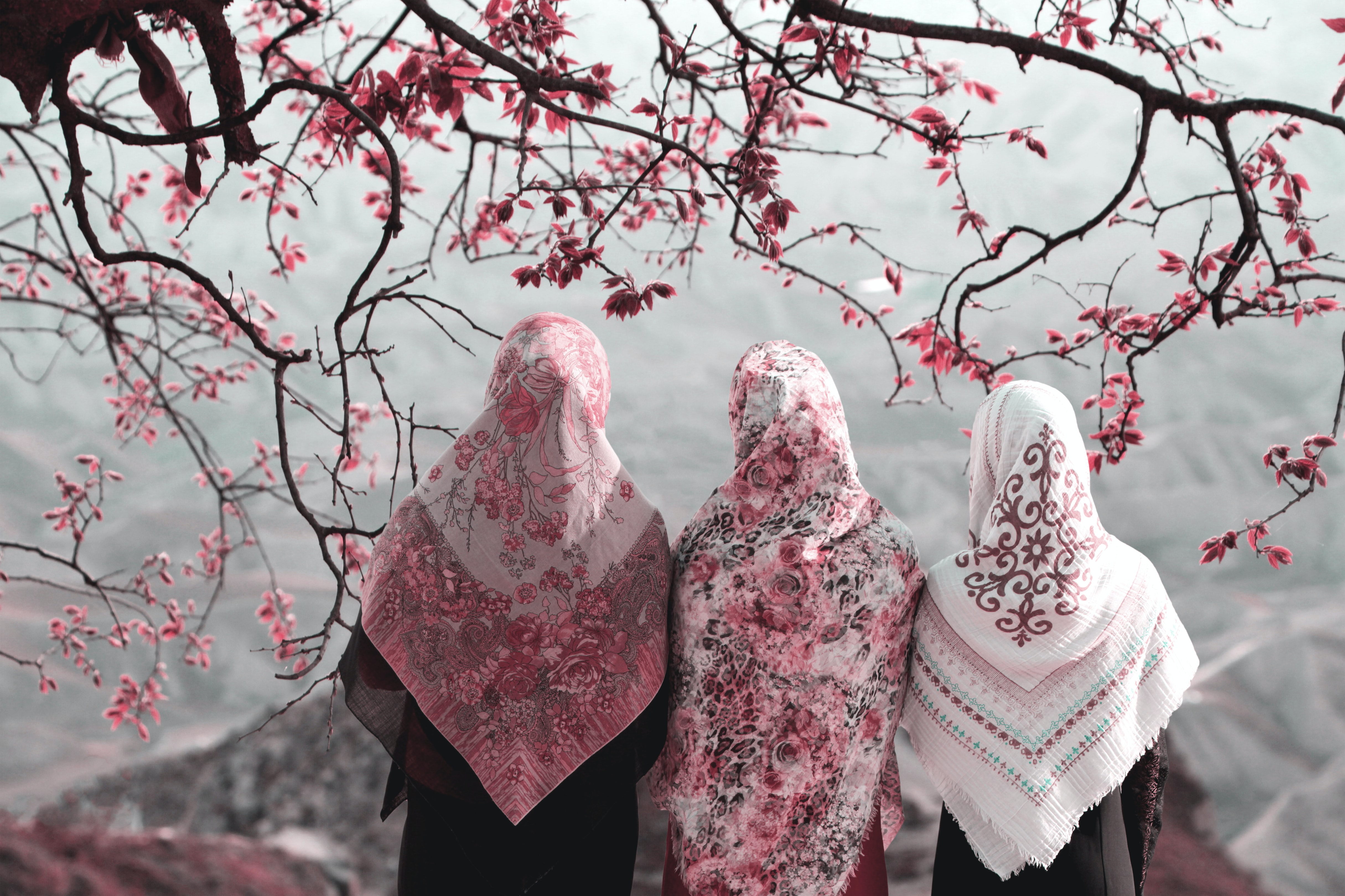 Three muslim women under a cherry blossom tree by Hasan Almasi?width=698&height=466&fit=crop&auto=webp&dpr=4
