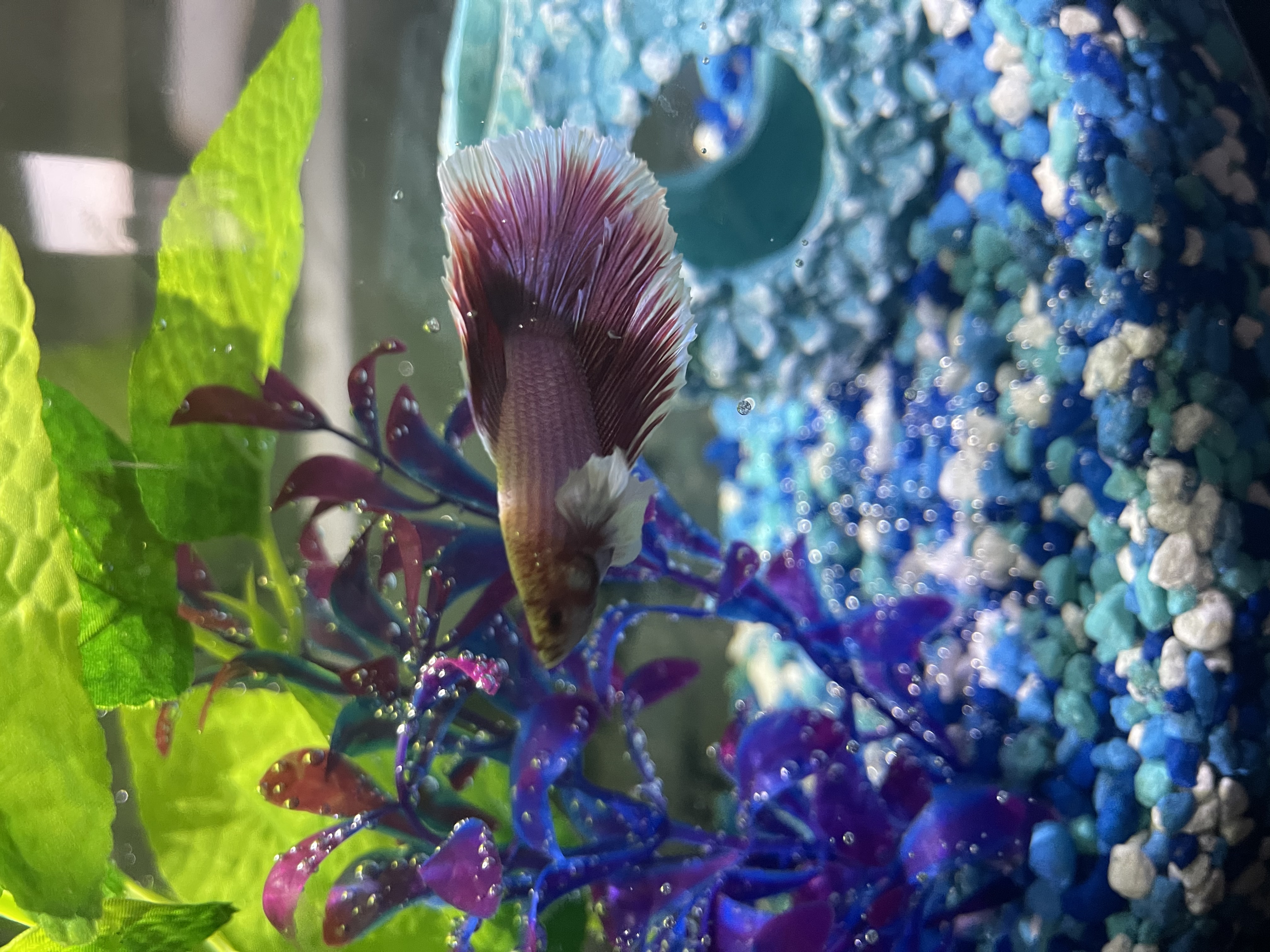 1e833bc4819c4229a40709bee190cfc5jpegjpg by Samantha Dietel?width=698&height=466&fit=crop&auto=webp&dpr=4