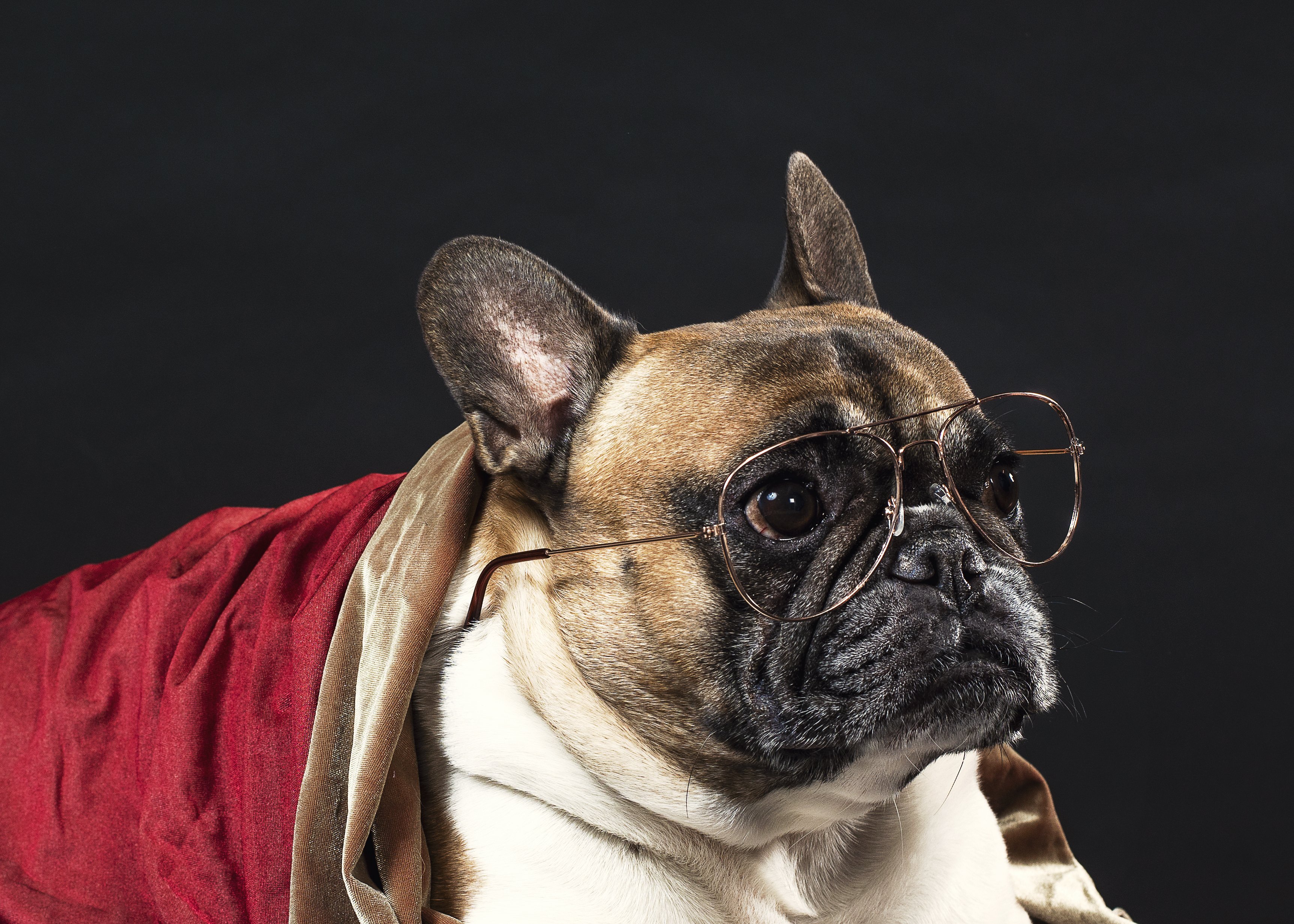 French Bulldog wearing glasses by Samantha Hurley?width=698&height=466&fit=crop&auto=webp&dpr=4