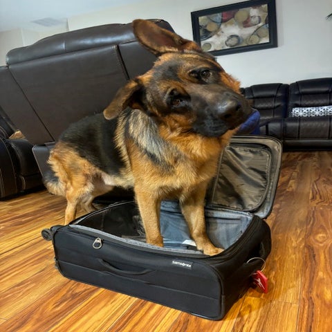 German Shepard dog standing in suitcase