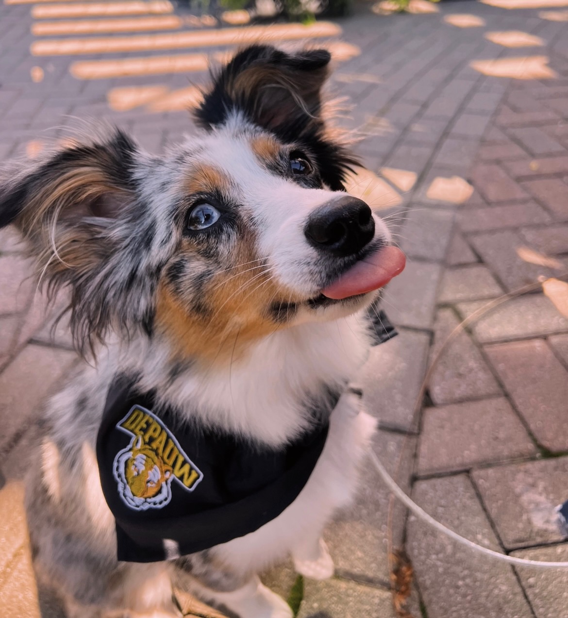 Australian Shepard Dog