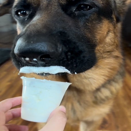 German Shepard dog eating whipped cream out of cup