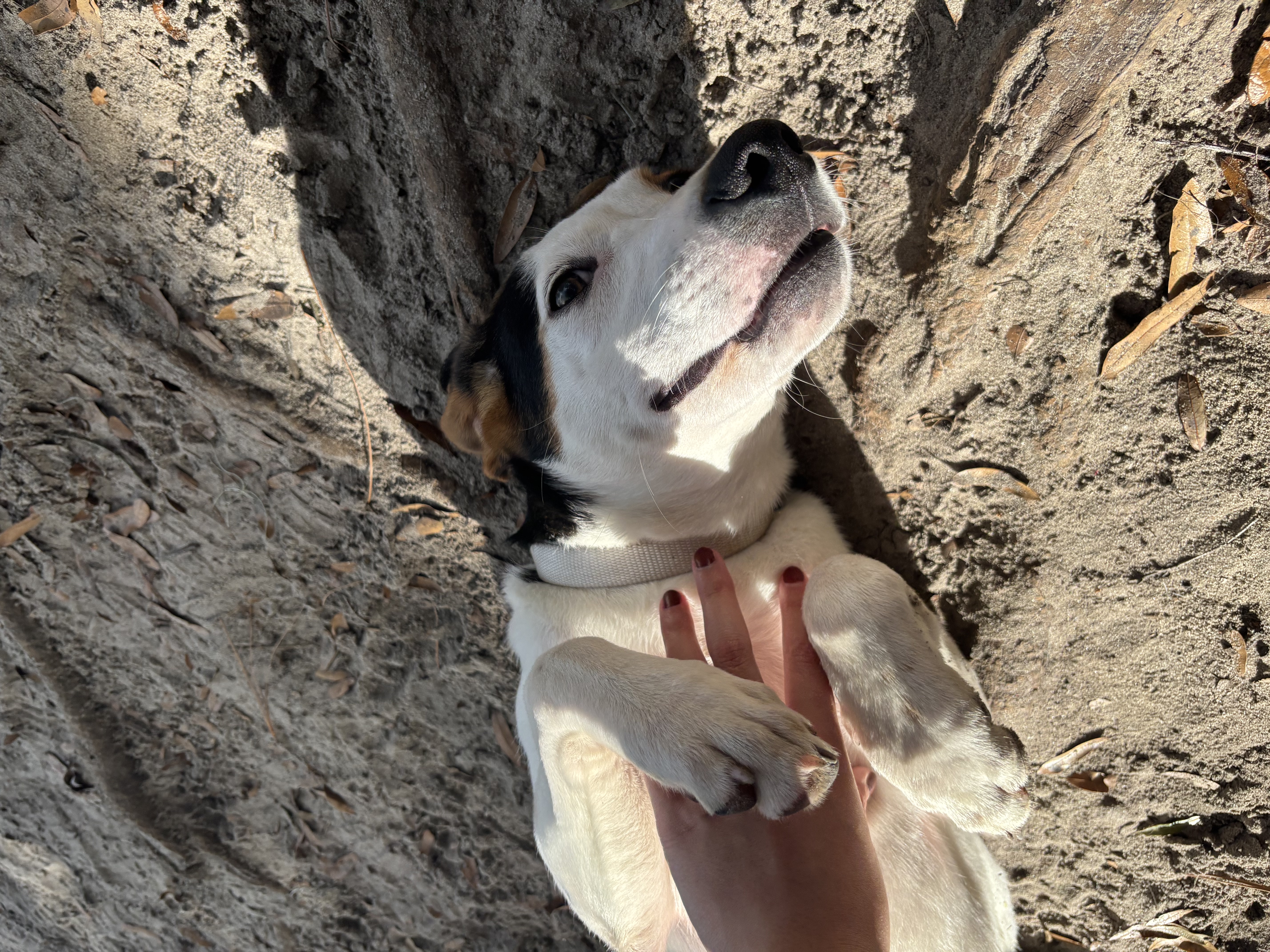 Black and white dog on back in dirt