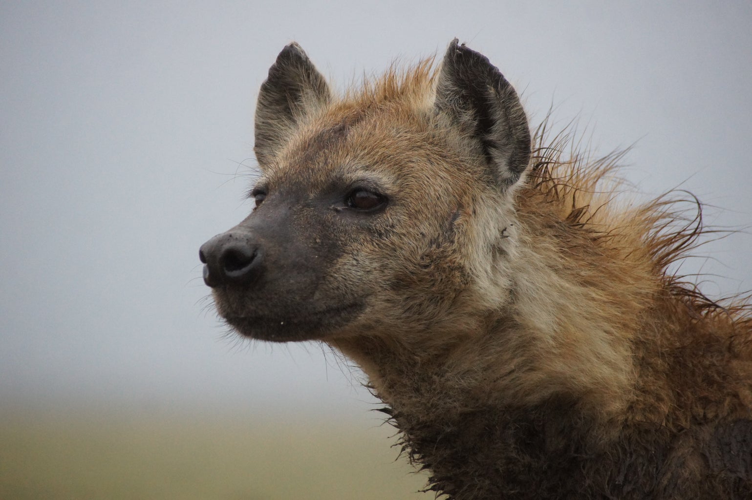 A portrait-style picture of an adult spotted hyena.