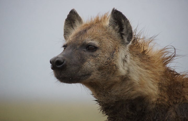 A portrait-style picture of an adult spotted hyena.