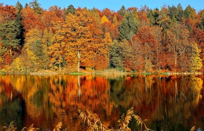 lake surrounded with autumn trees