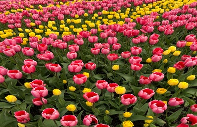Flowers/ tulip