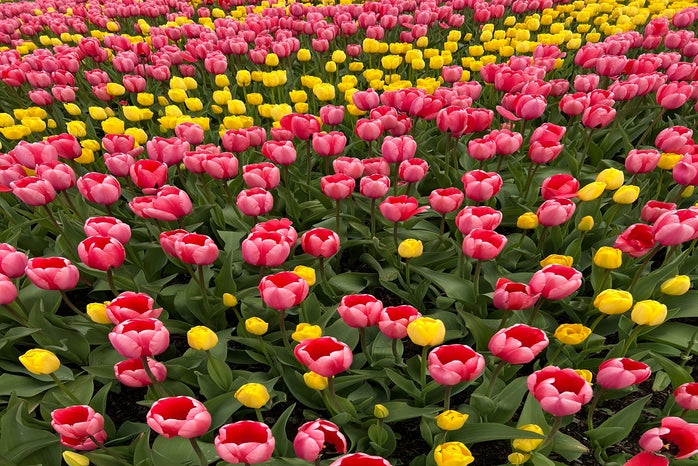 tulipsjpg by Myself?width=698&height=466&fit=crop&auto=webp