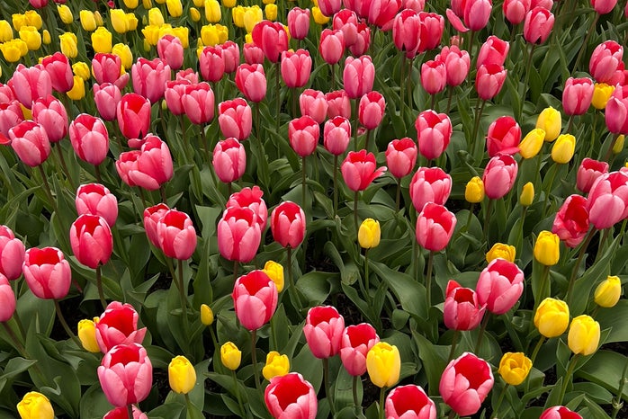 tulipsjpg by Myself?width=698&height=466&fit=crop&auto=webp
