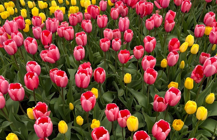 Flowers/ tulip