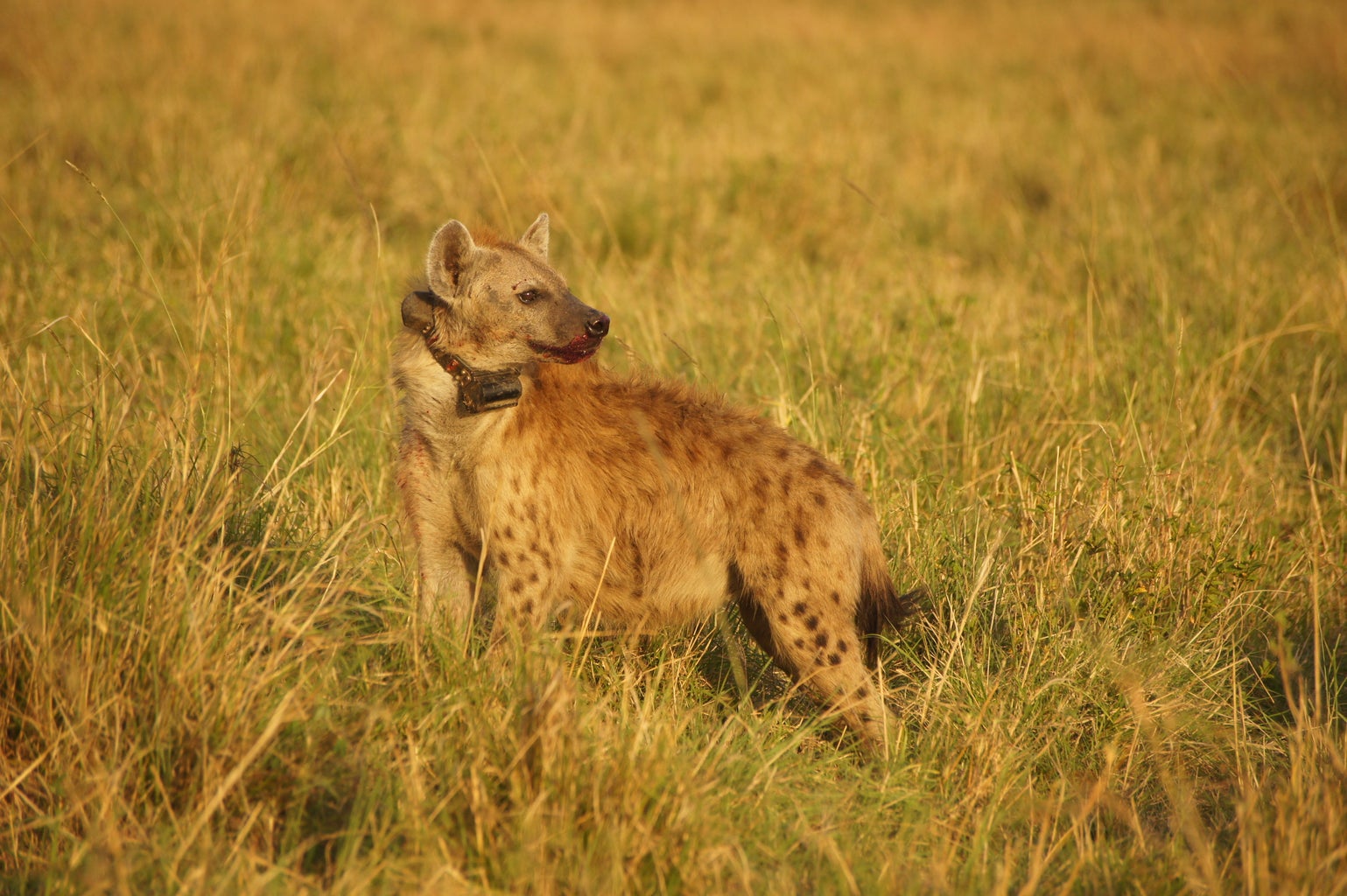A spotted hyena wearing a tracking collar.