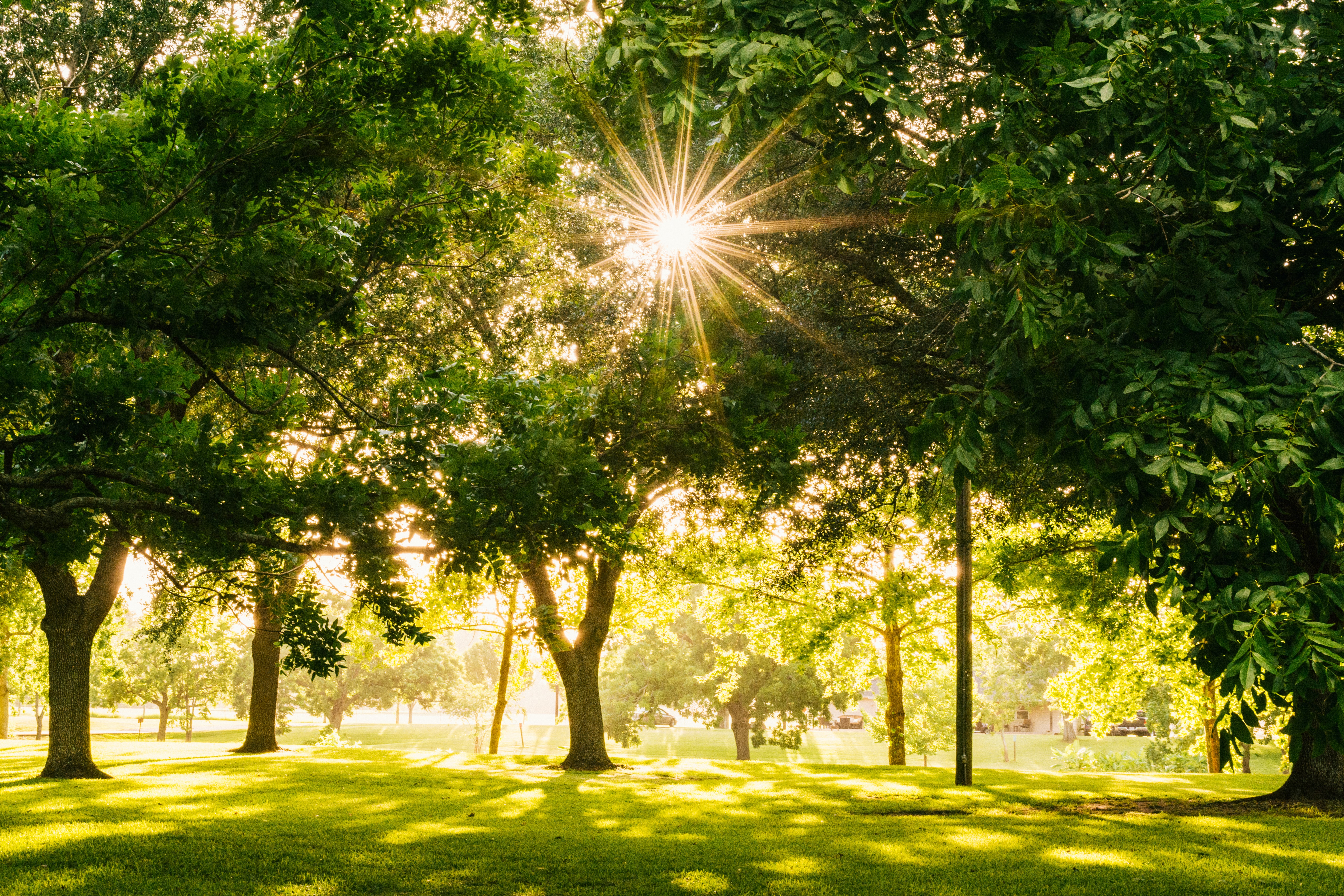 green lawn with green trees in the sunshine
