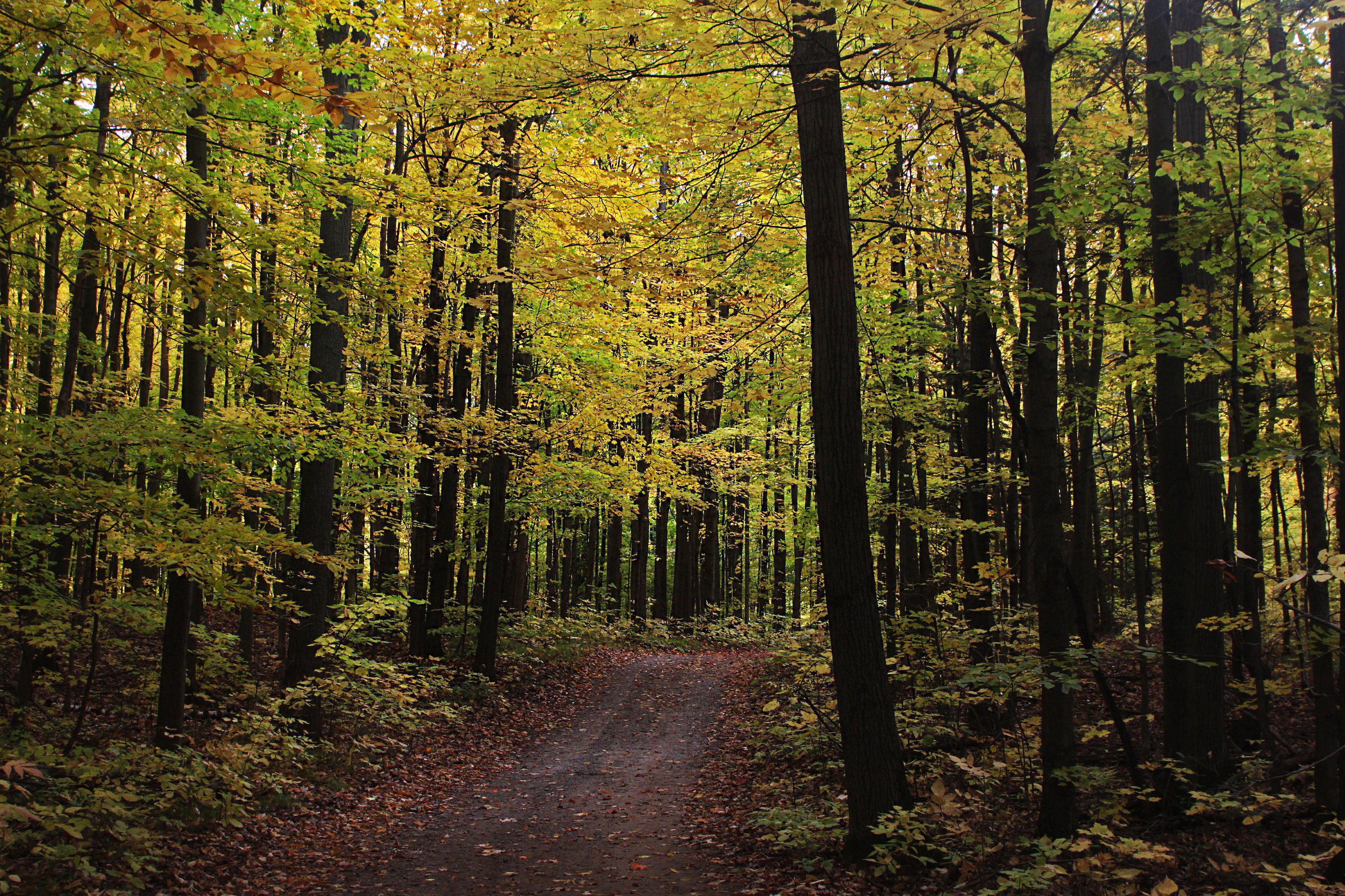 Country Road with fall trees