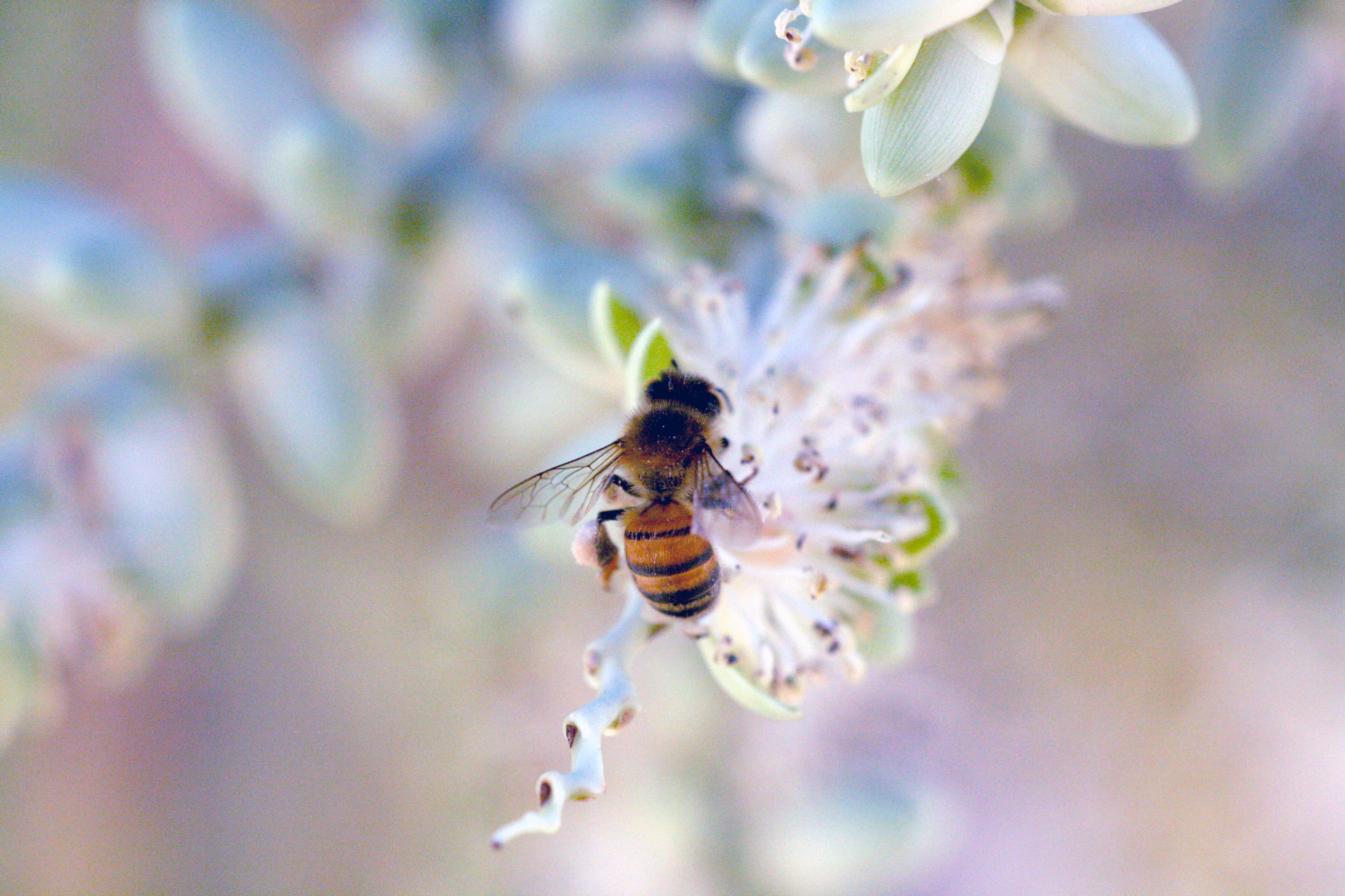 bee flower unsplash?width=1280&height=854&fit=crop&auto=webp&dpr=4