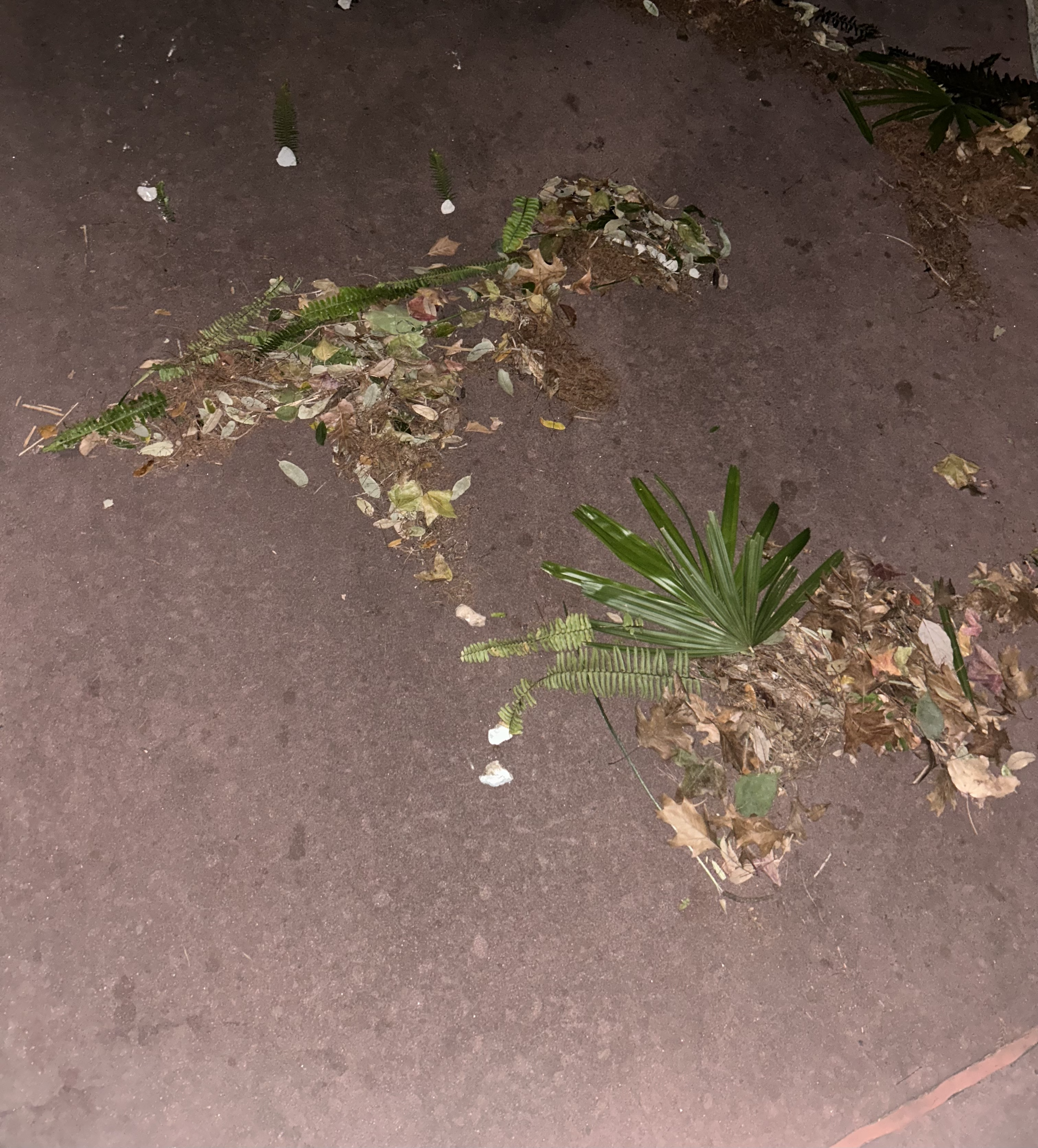 picture of leaves in the shape of dinosaurs