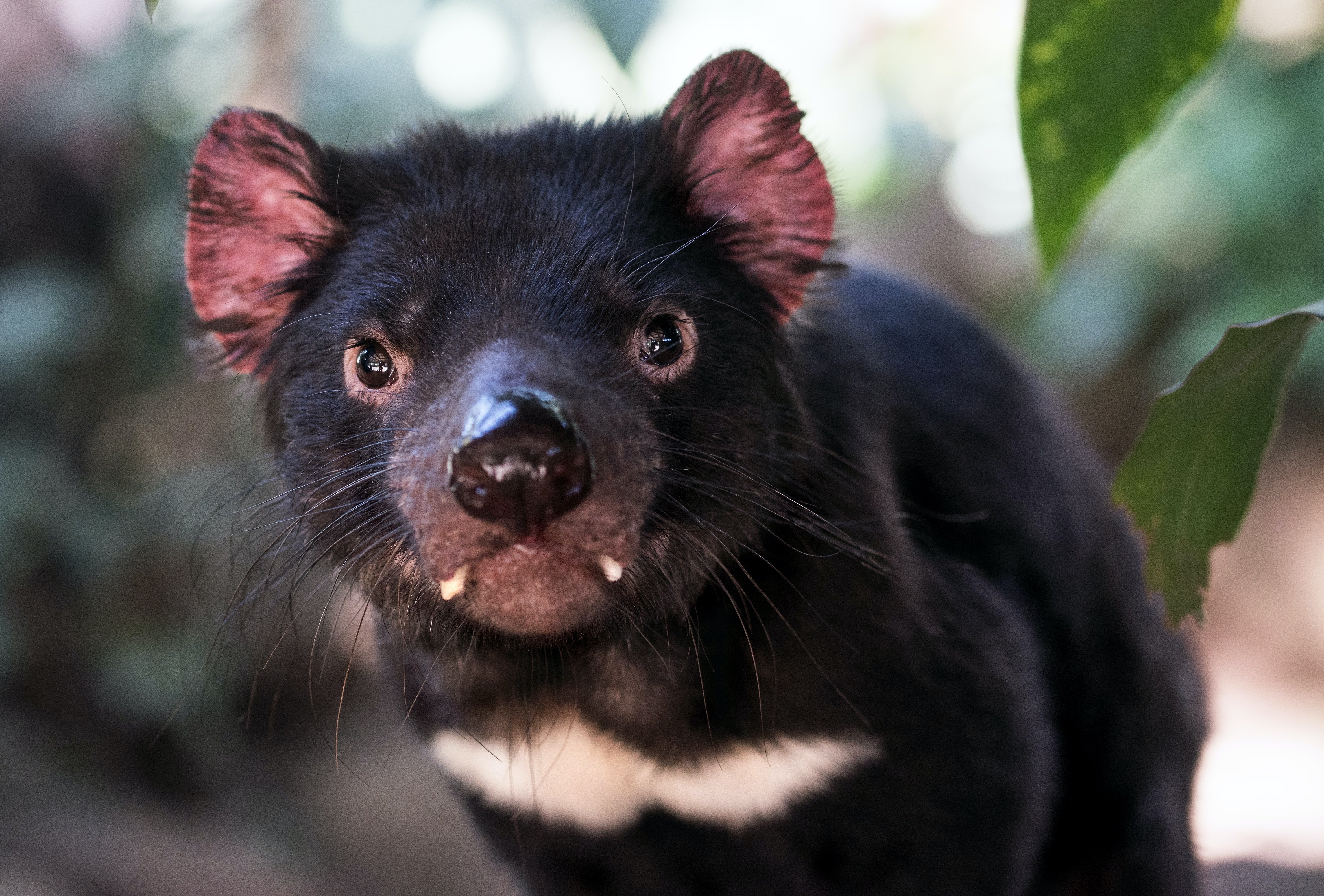 Tasmanian devil