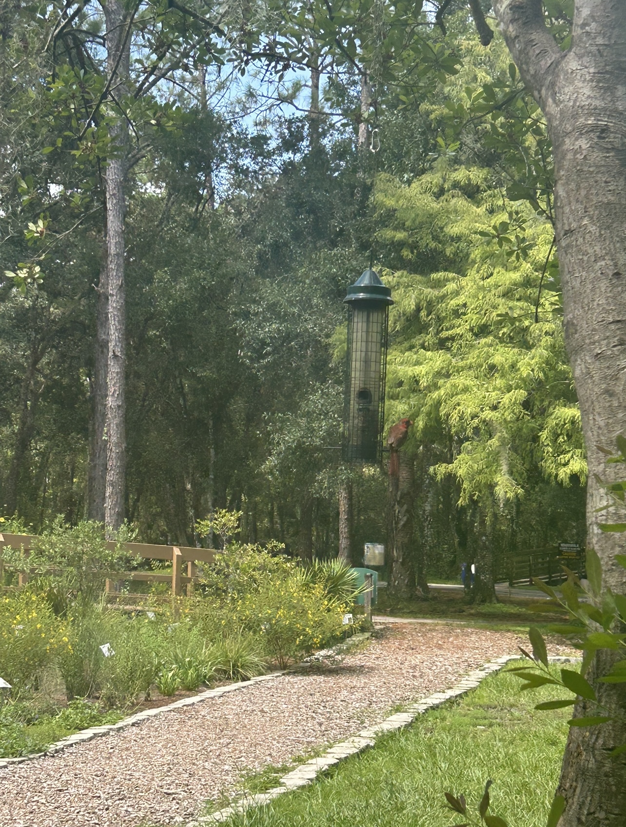 Red Cardinal at Lettuce Lake