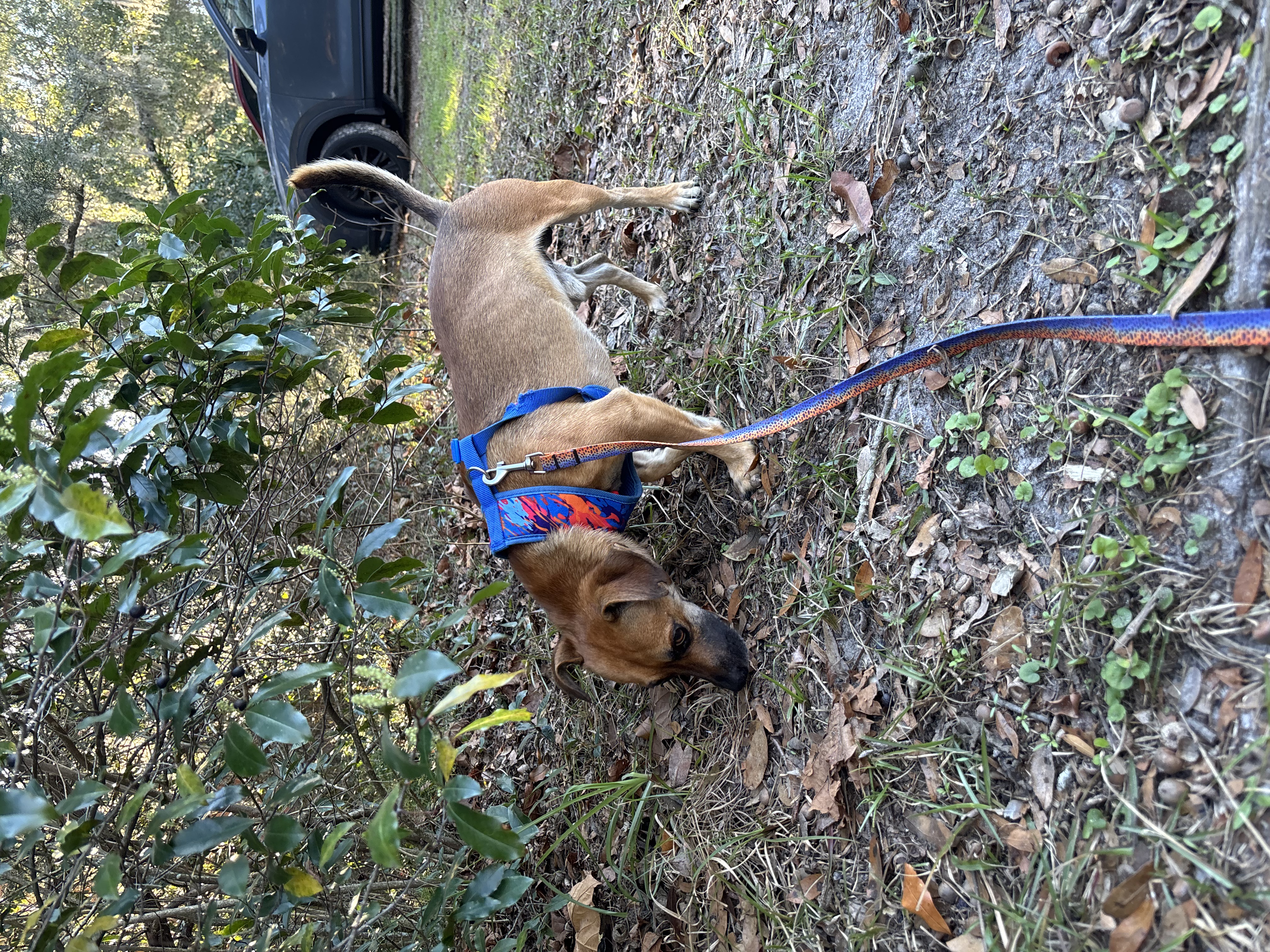 Dog in blue and orange harness