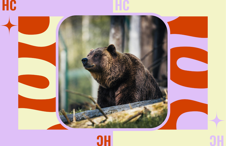 choosing the bear?width=719&height=464&fit=crop&auto=webp
