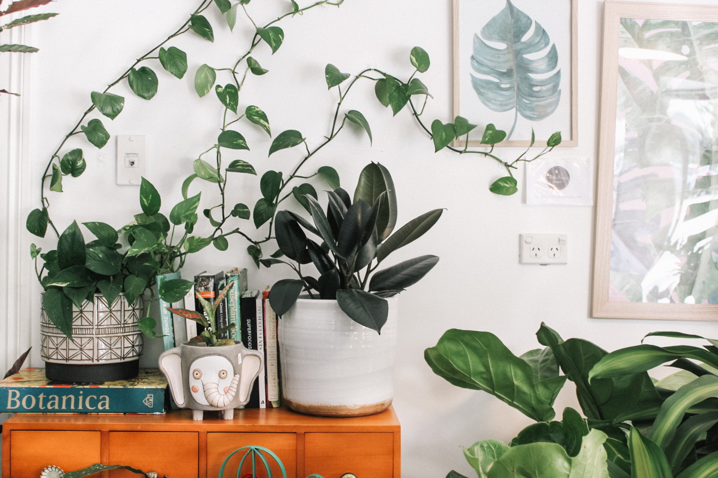 house plants on dresser