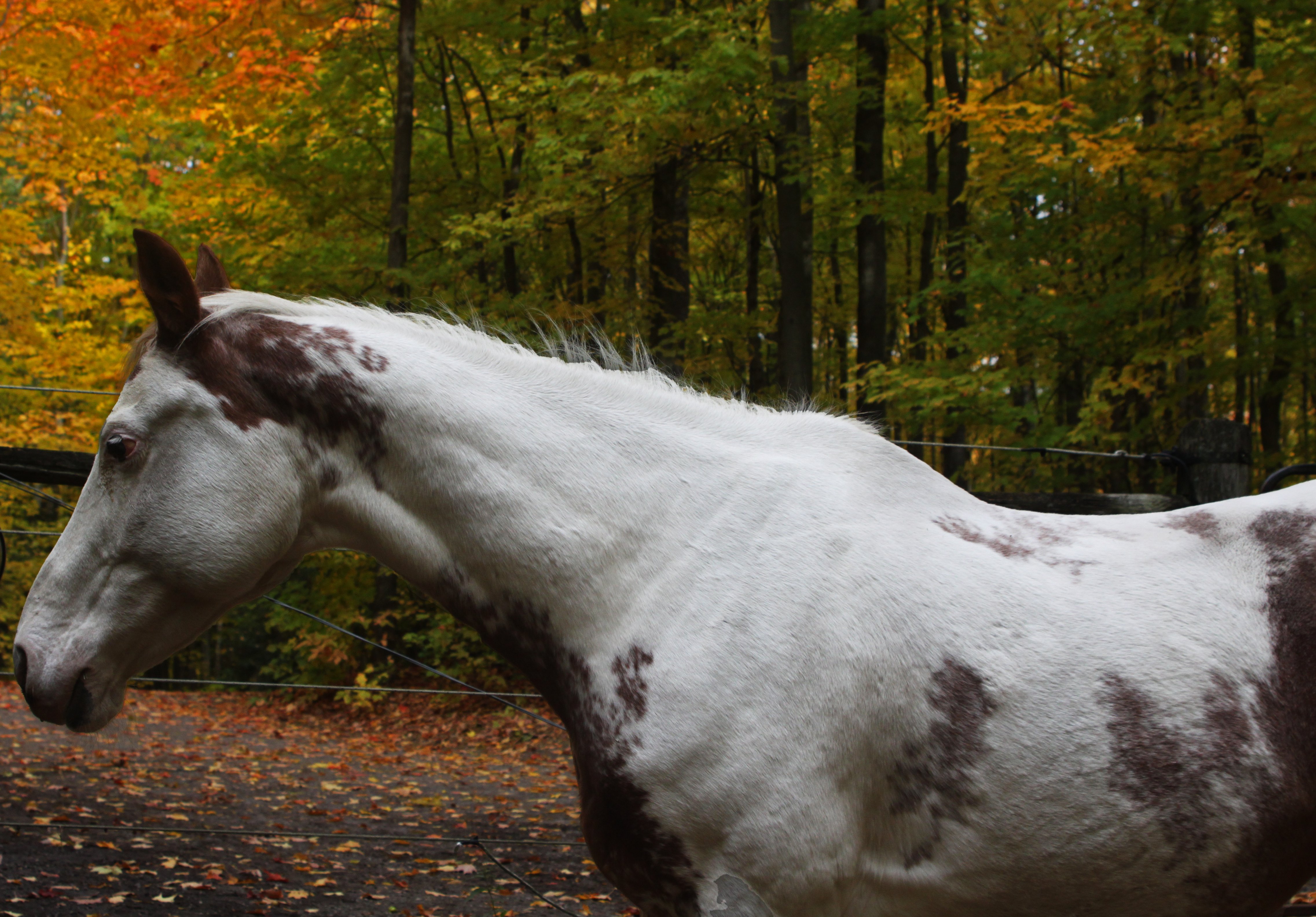 Paint horse on the farm