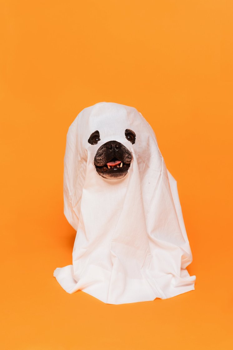 Dog in a halloween costume with glasses