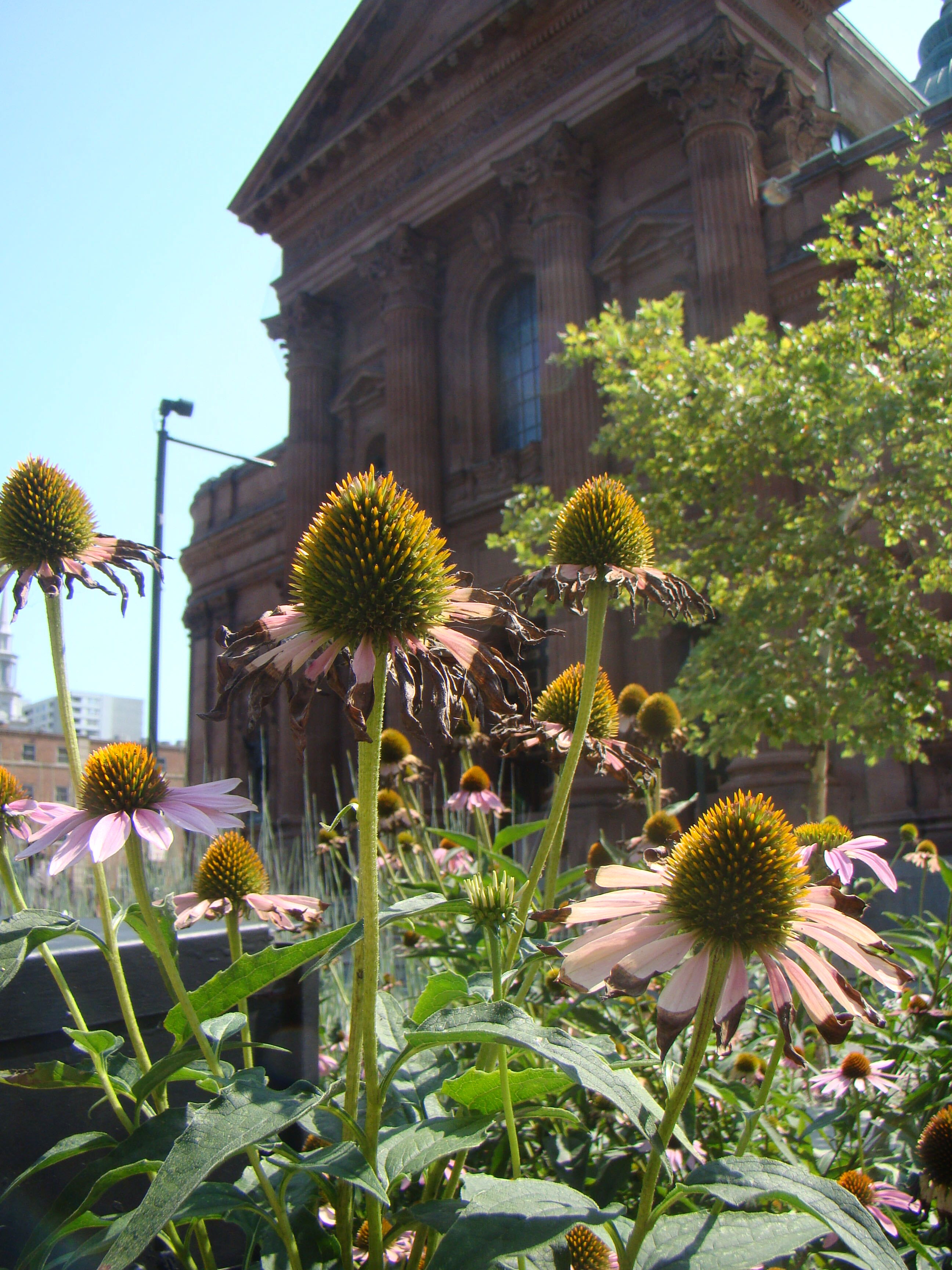 image of flowers and greenery