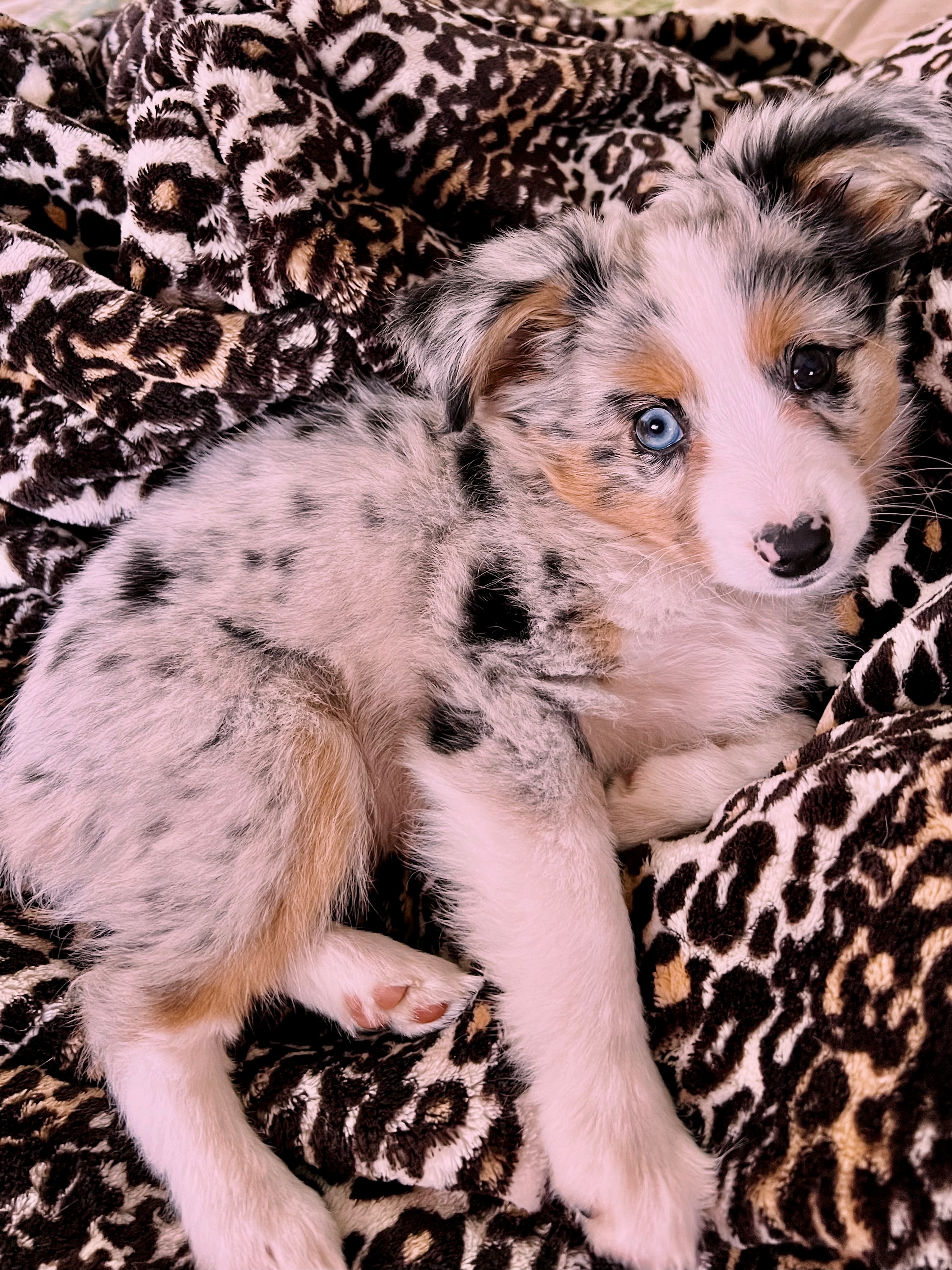 Australian Shepard Puppy