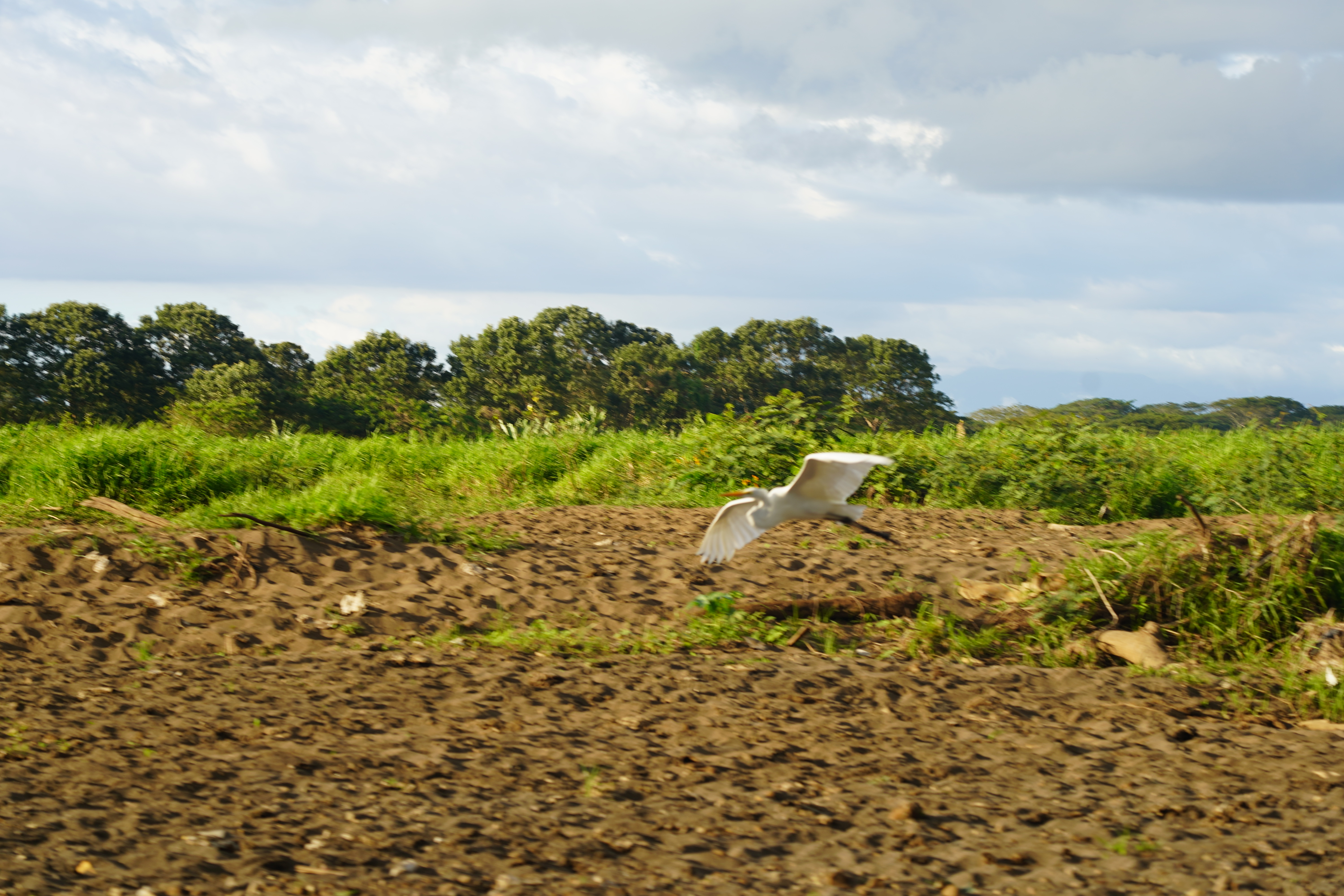 Bird flies aboves mangrove