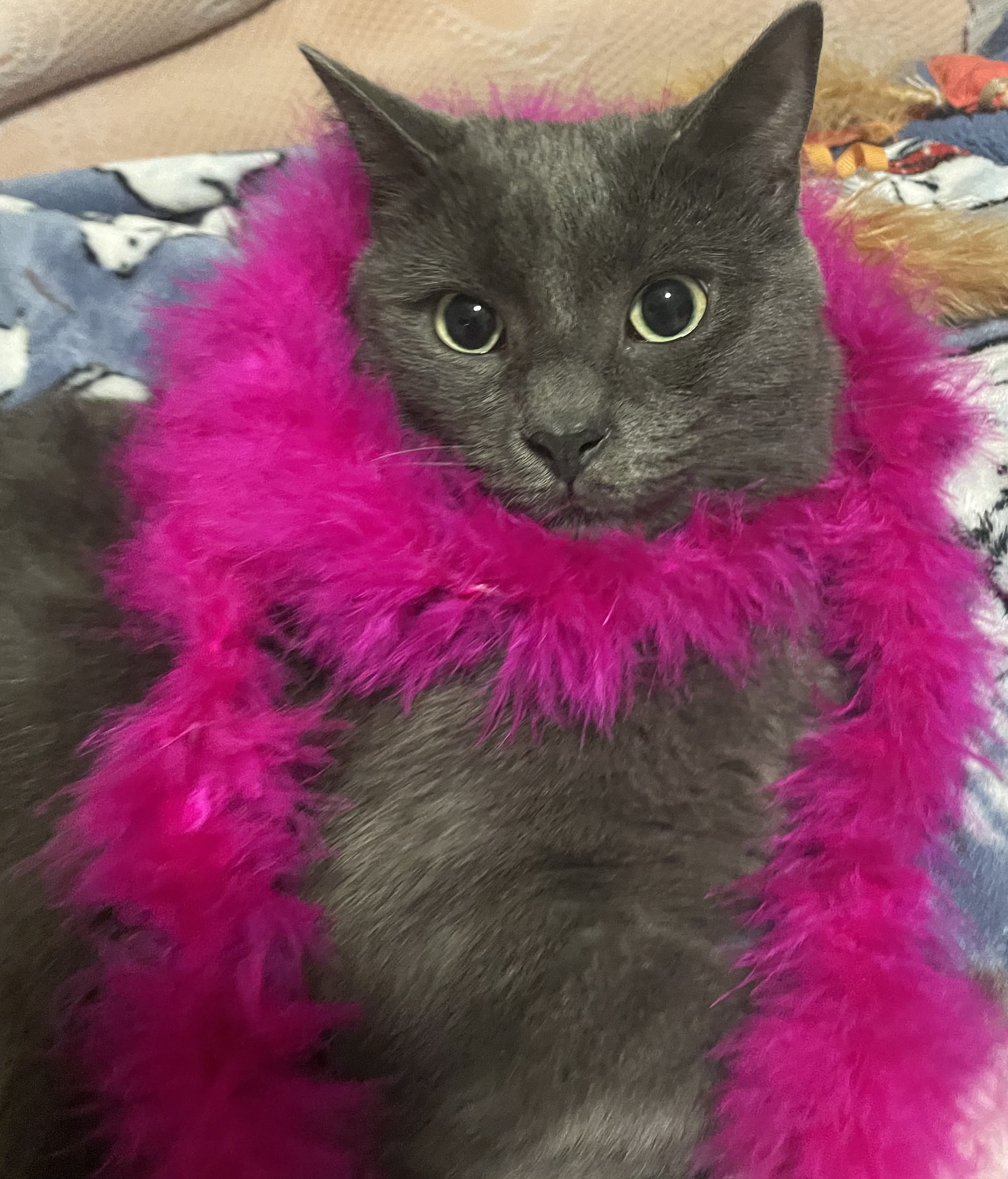 Ash in a Feather Boa