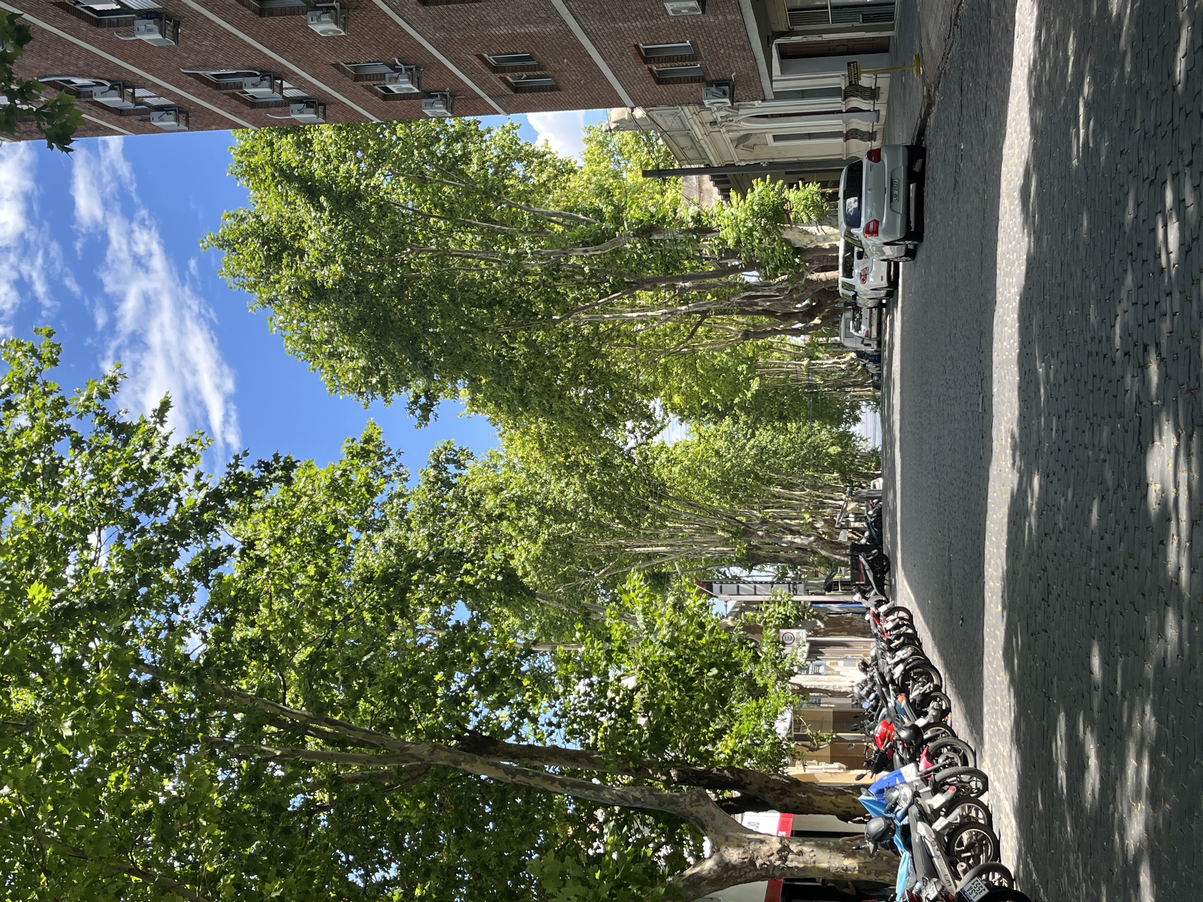 Tall trees line a stone street, with sunlight seeping between the branches