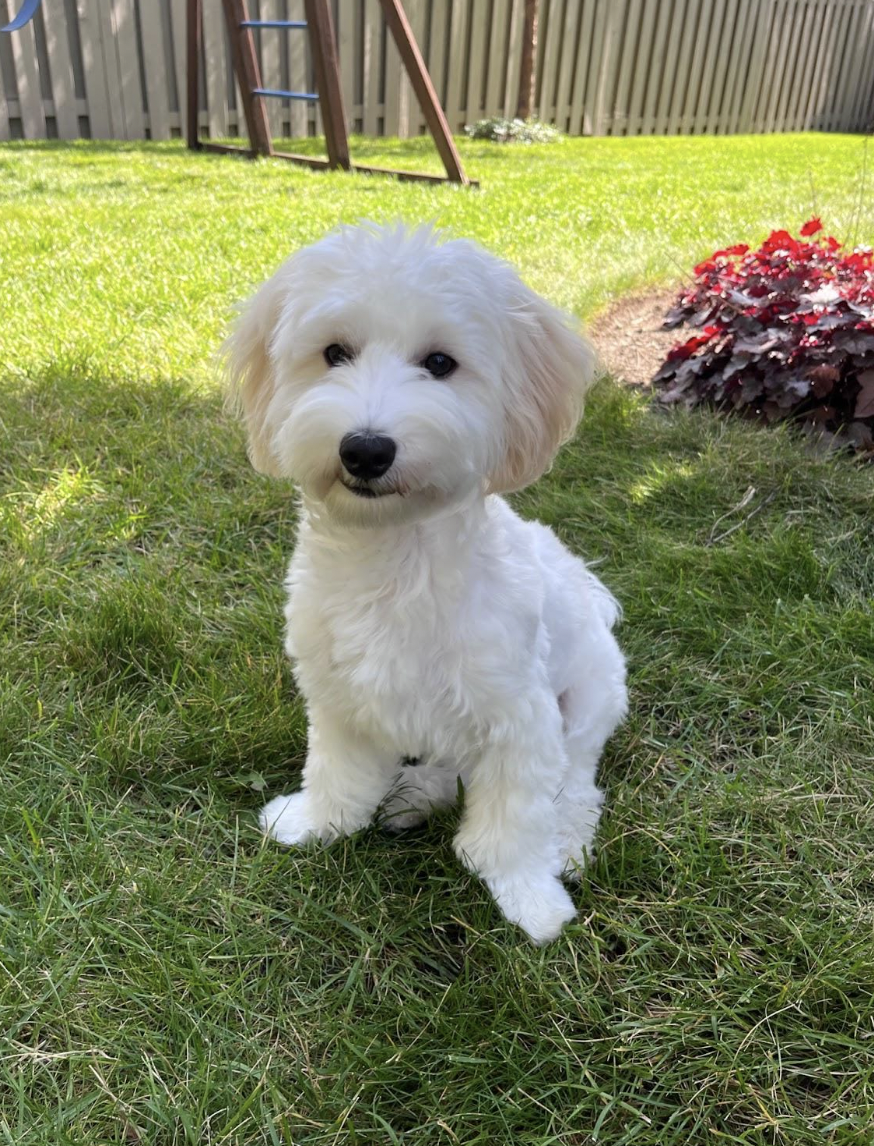 White dog sitting in grass