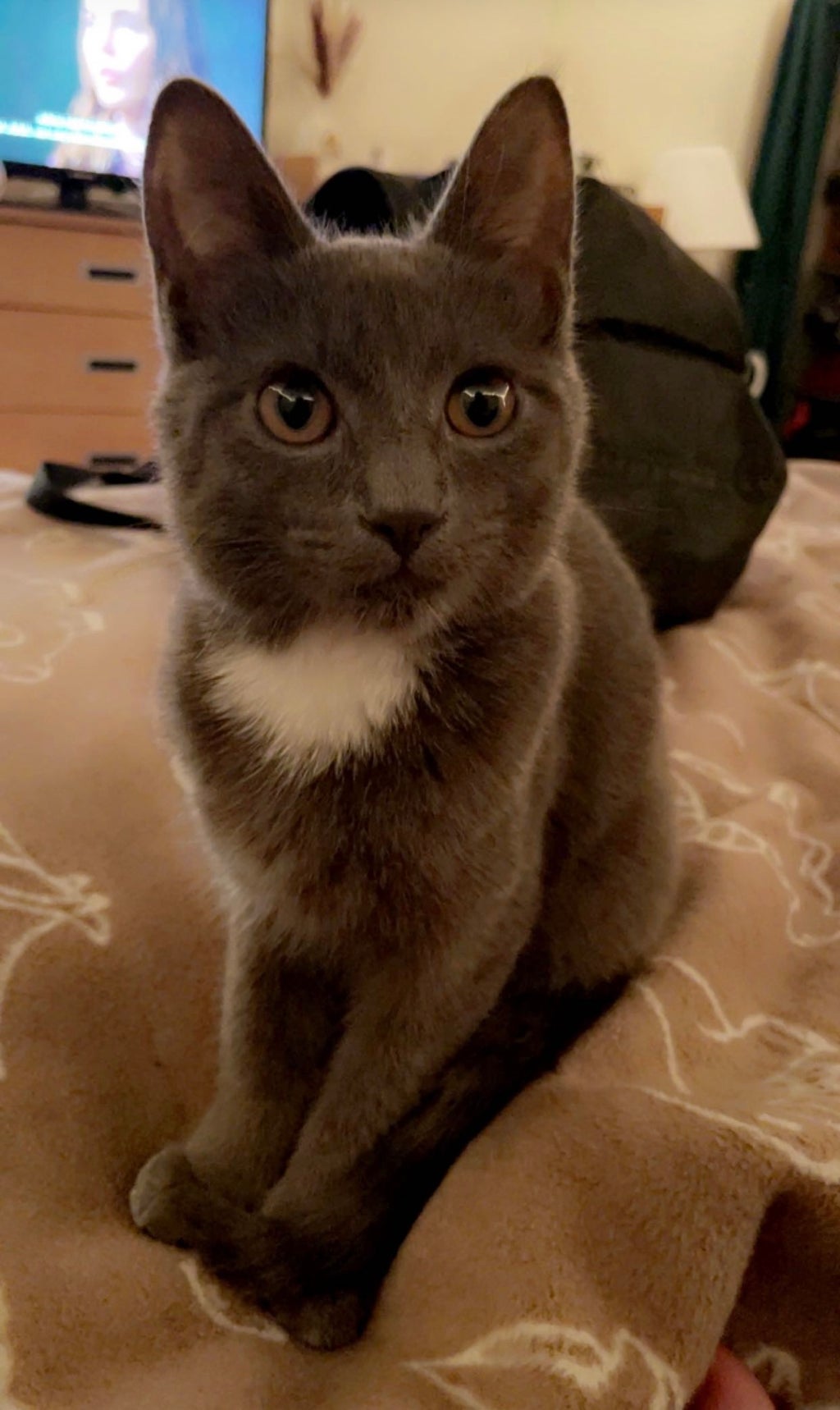 Gray cat sitting down