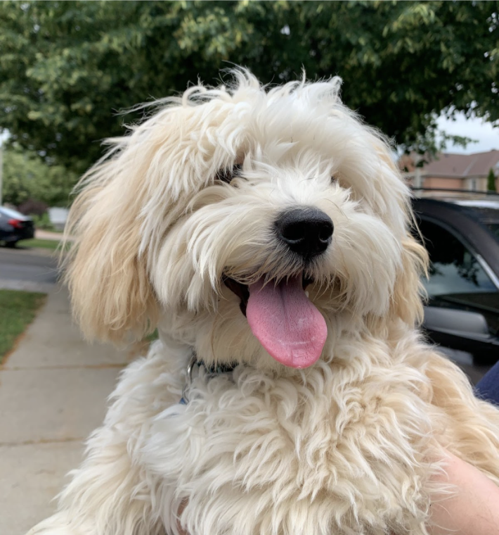 puppy smiling in sunlight with tongue sticking out