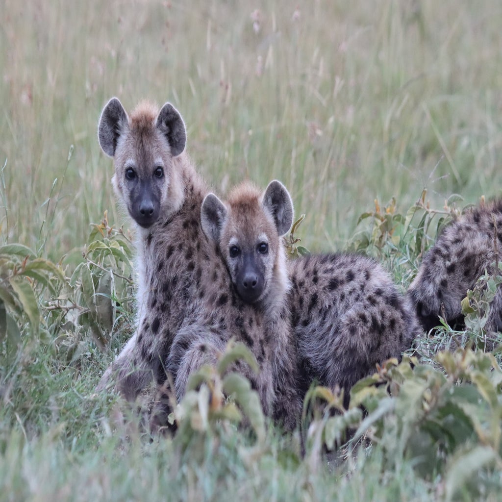 Two spotted hyena cubs that are cuddling against each other.