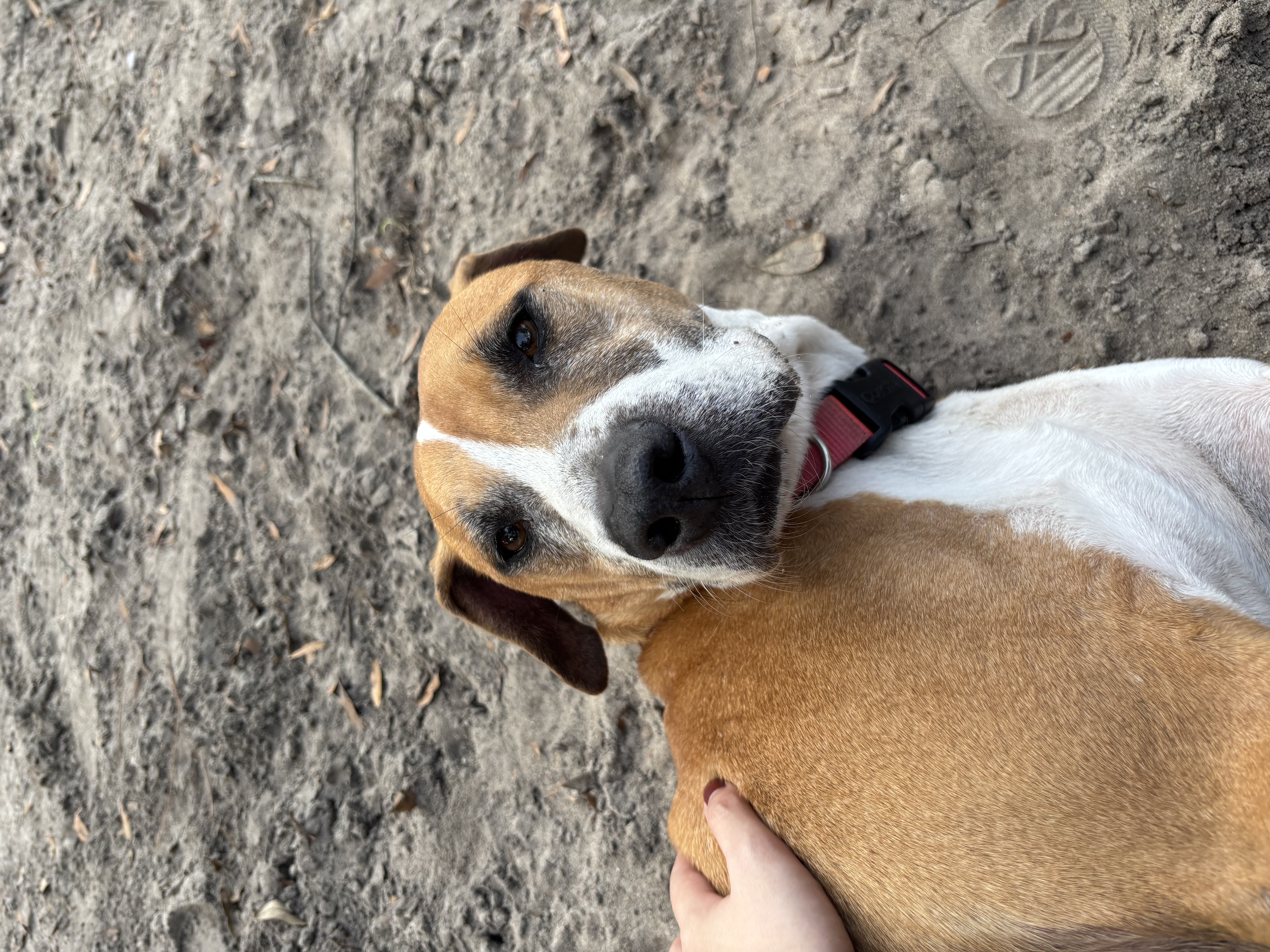 Brown and white dog laying in dirt