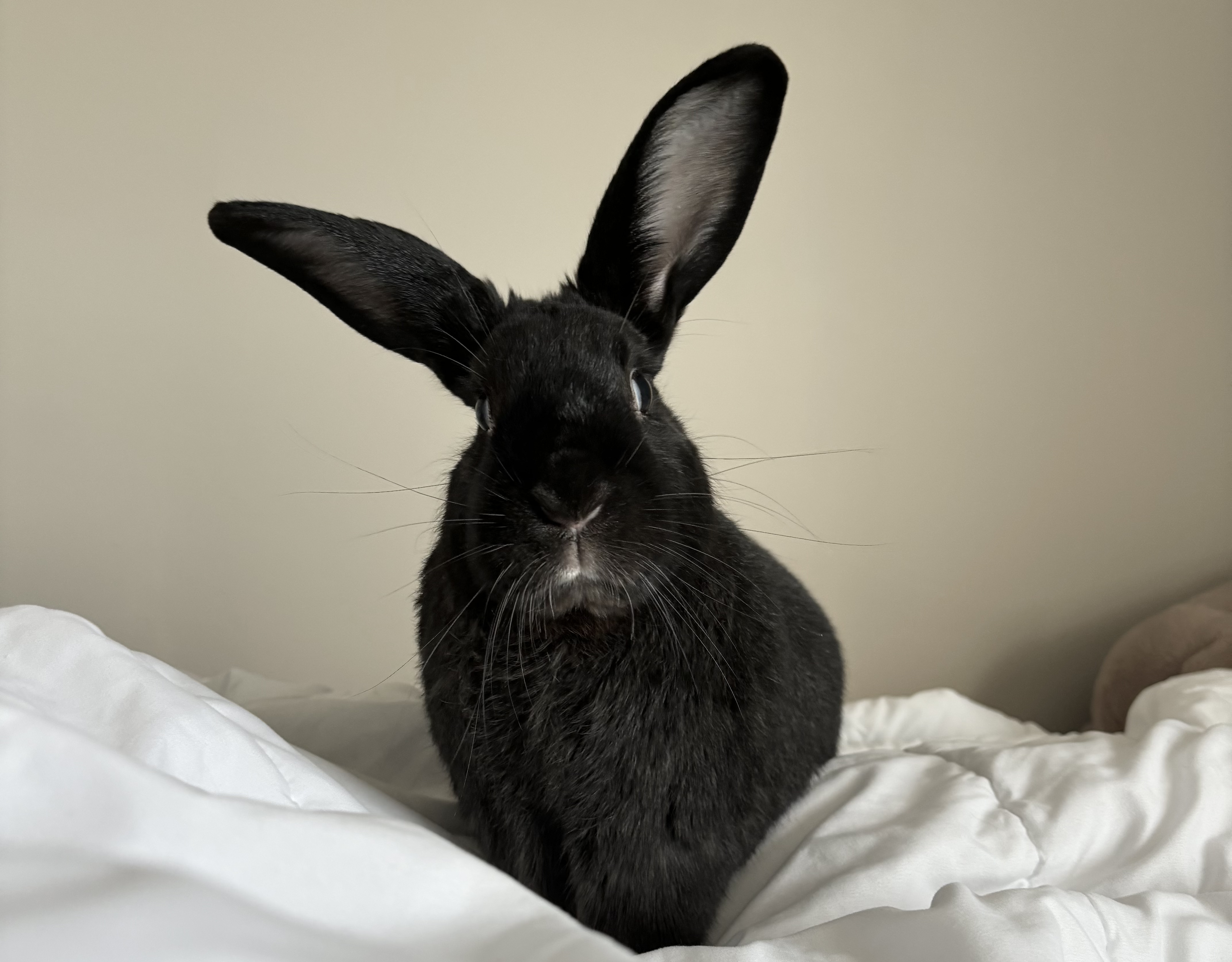 mybunnyjpg by Original photo by Cristina Rodriguez Velez?width=698&height=466&fit=crop&auto=webp&dpr=4